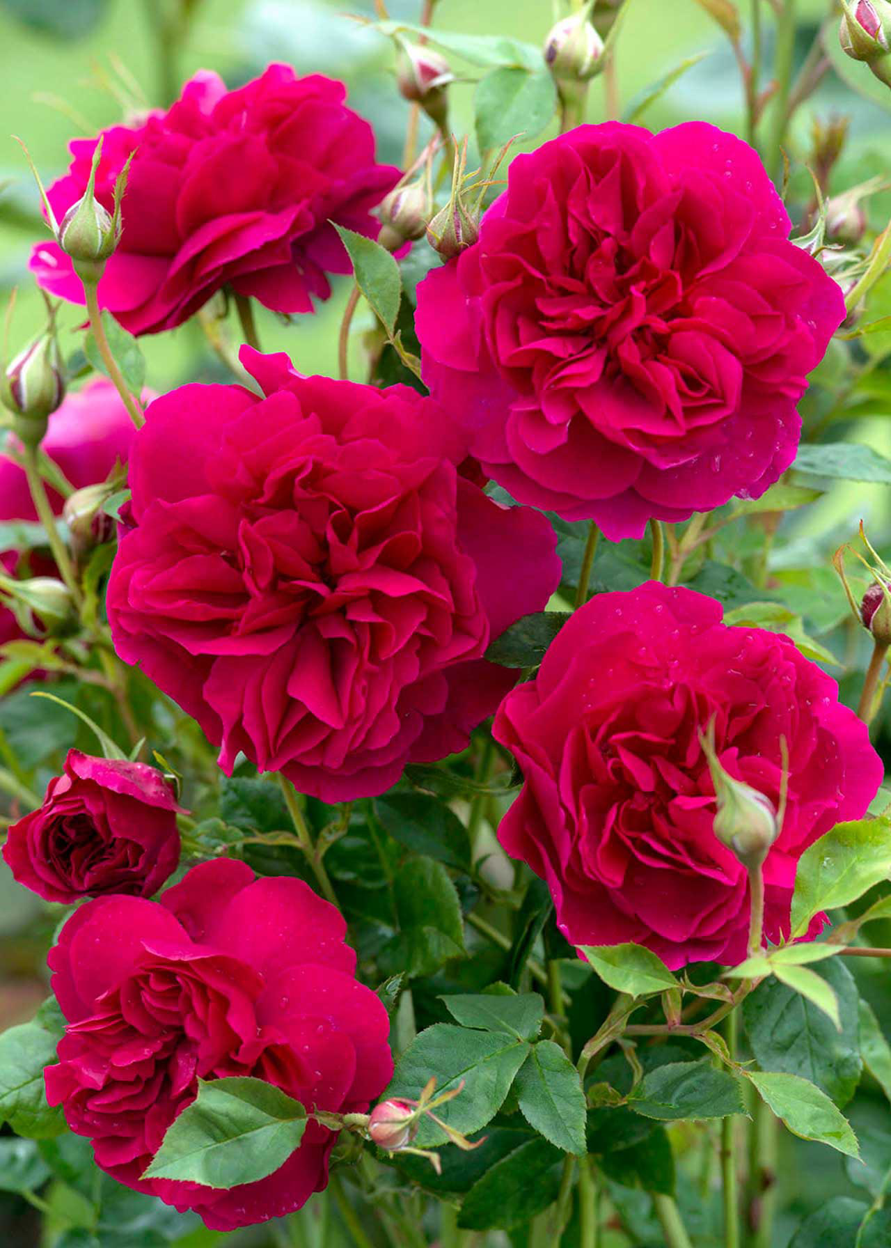 David Austin Rose 'Thomas A' Becket' 6ltr