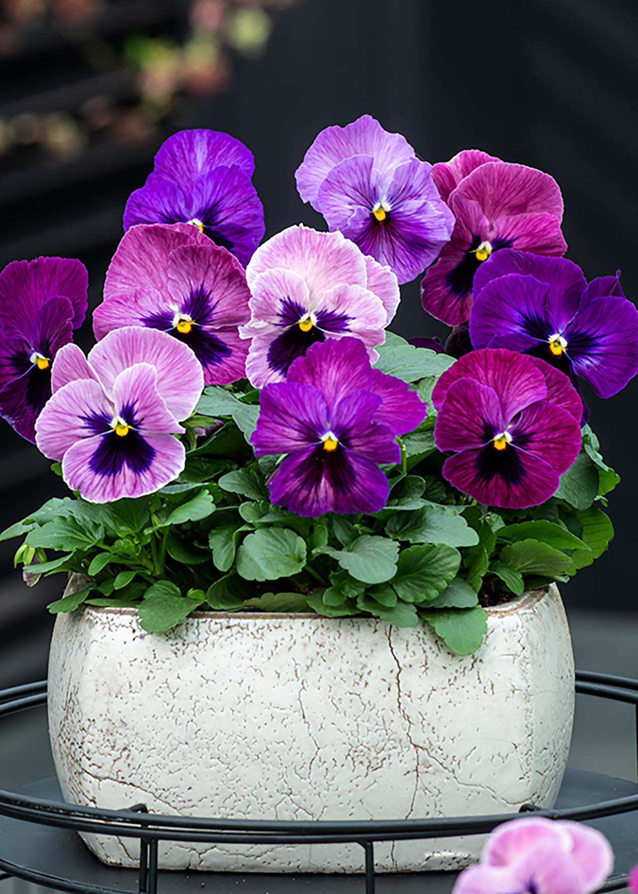 Pansy Purple Shades Mix 20pk