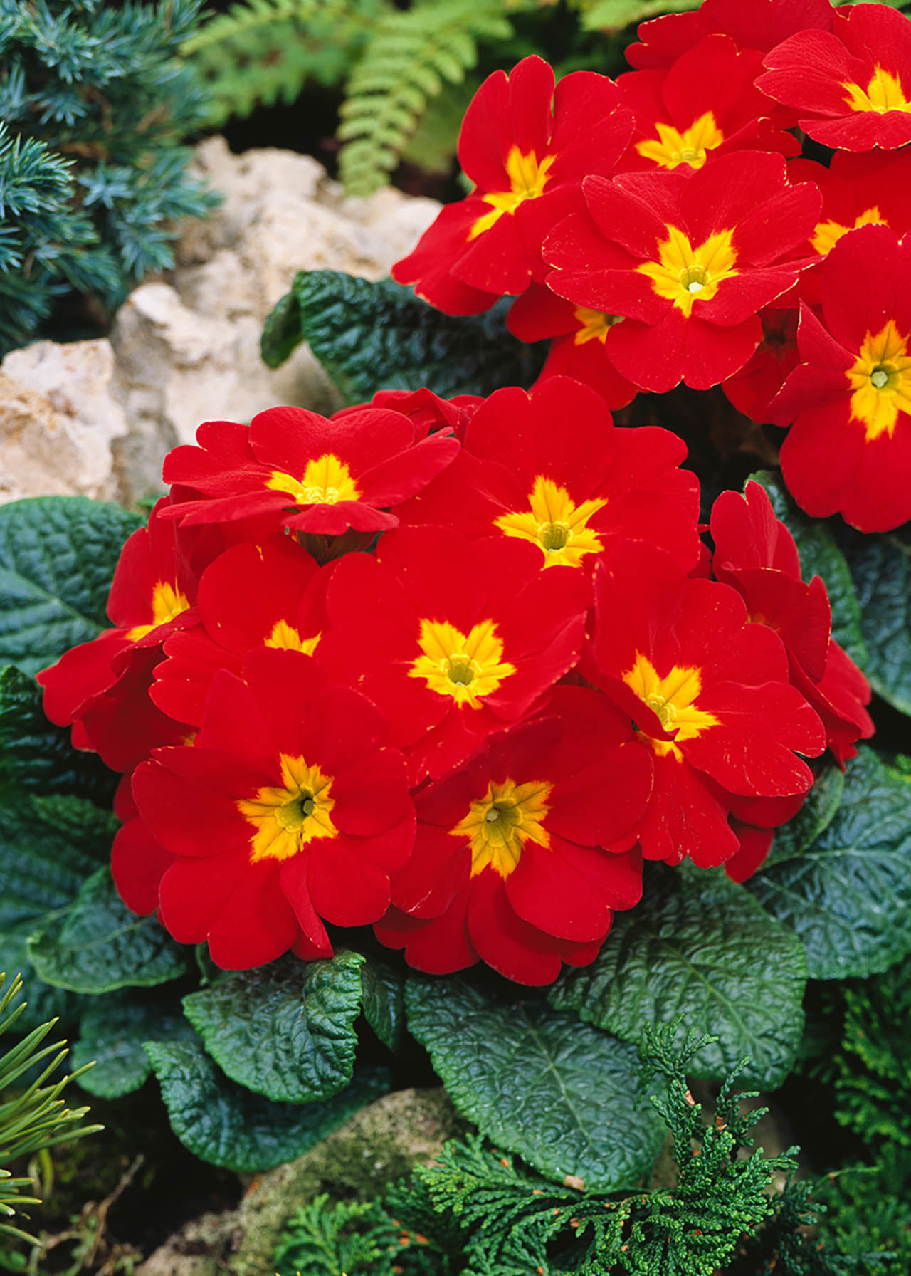 Primrose Red 6pk