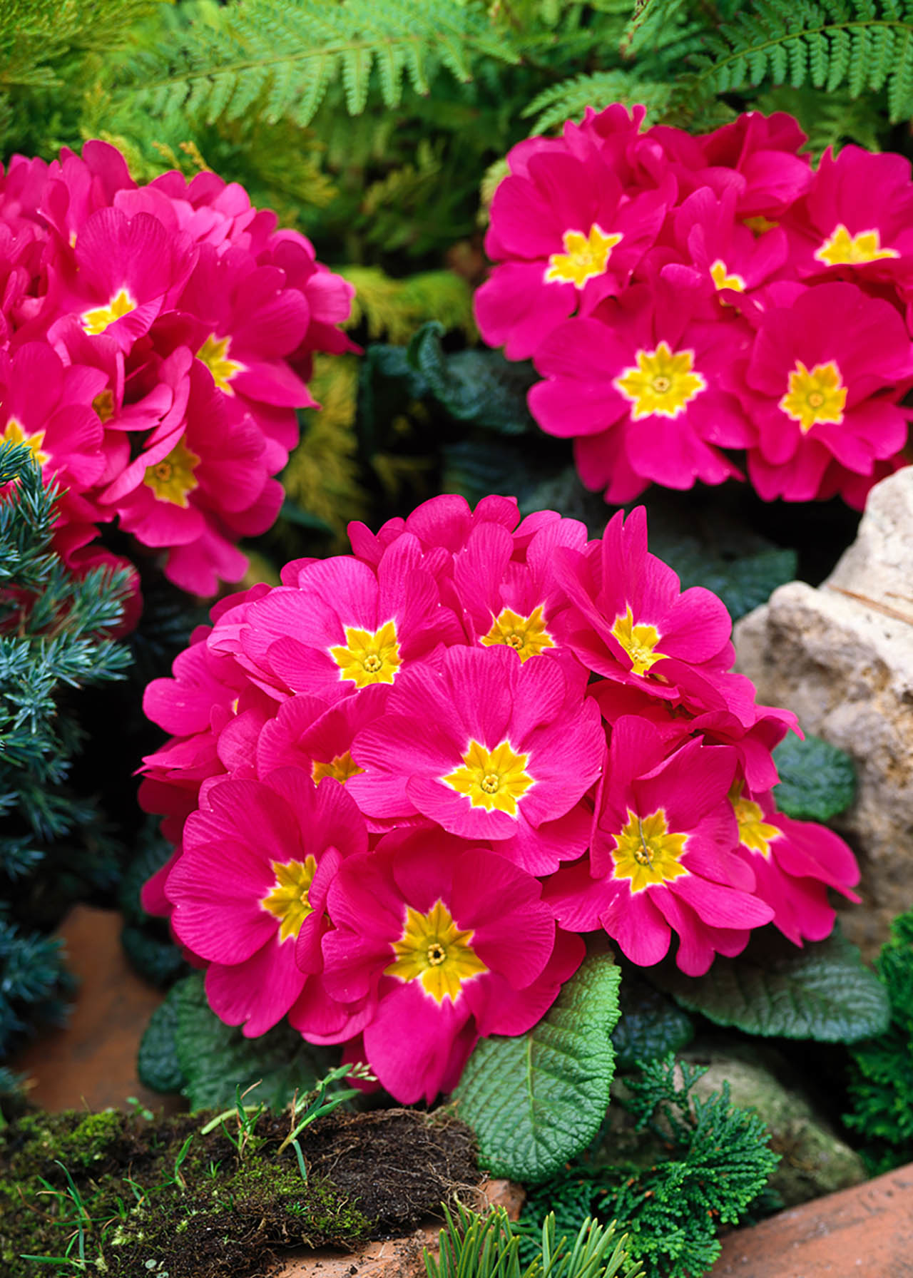 Primrose Acaulis Rose 6pk