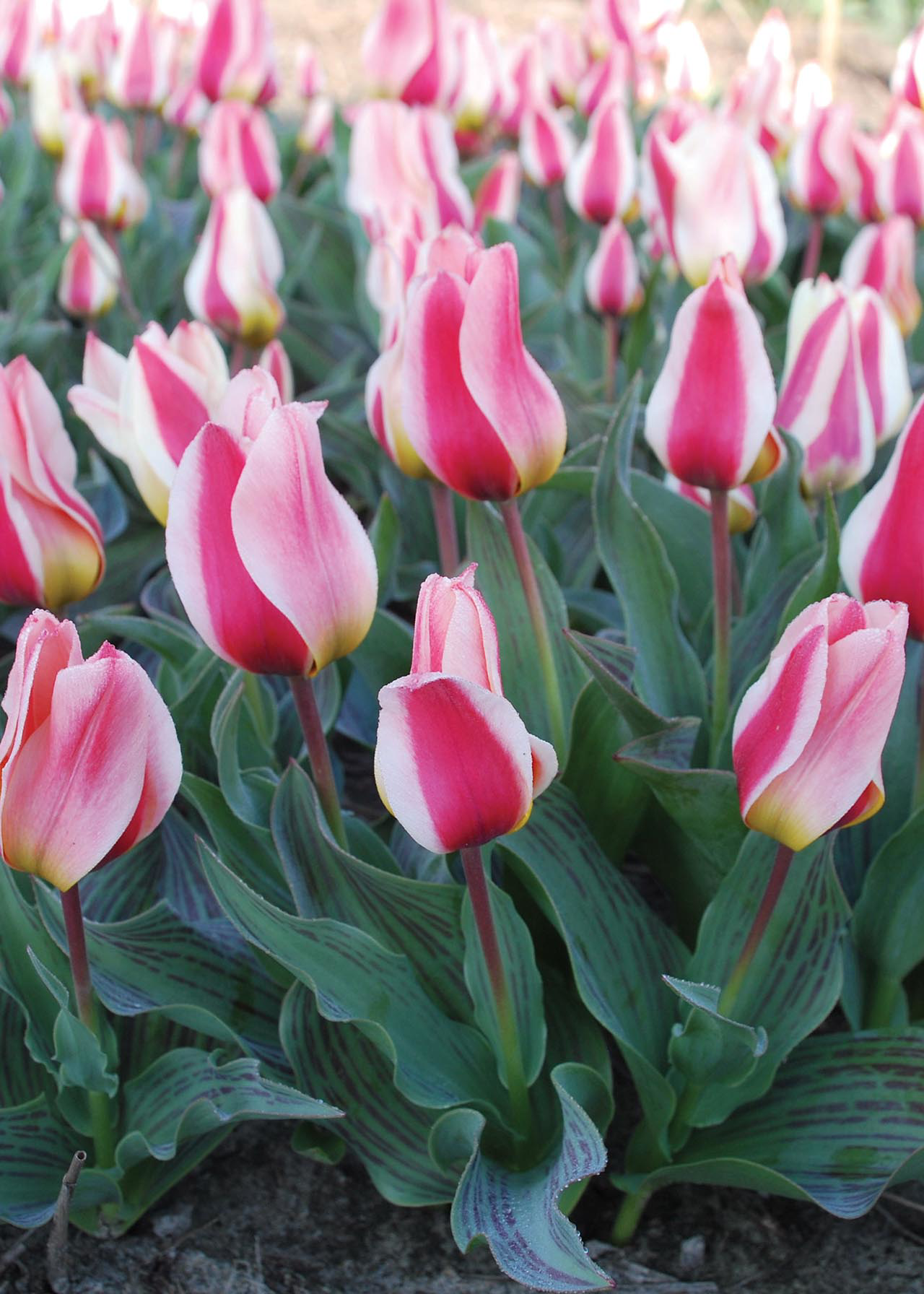 Tulip Mary Ann pack of 5