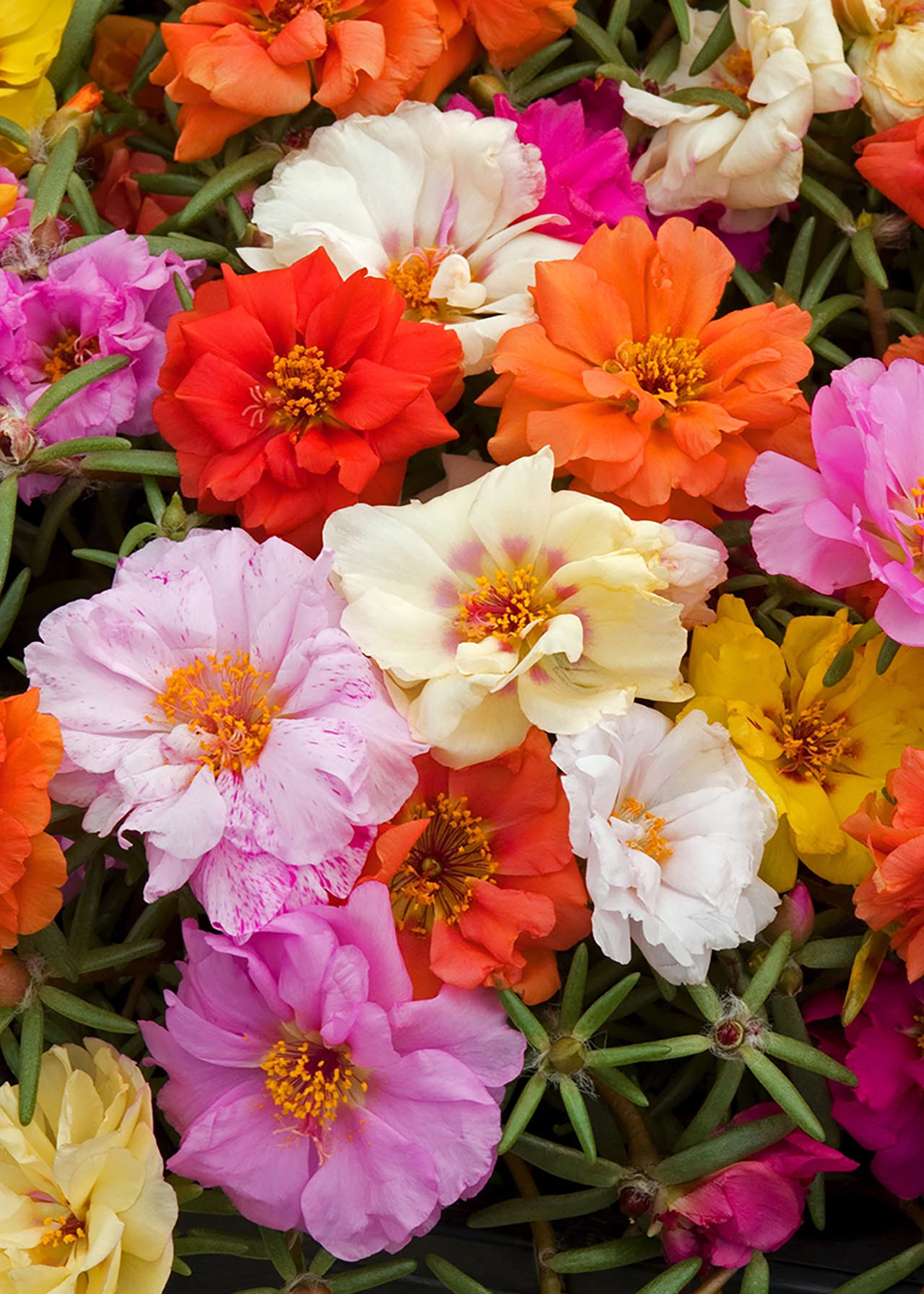 Portulaca Happy Trails Mix 6pk