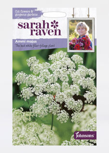 Ammi Majus Seeds
