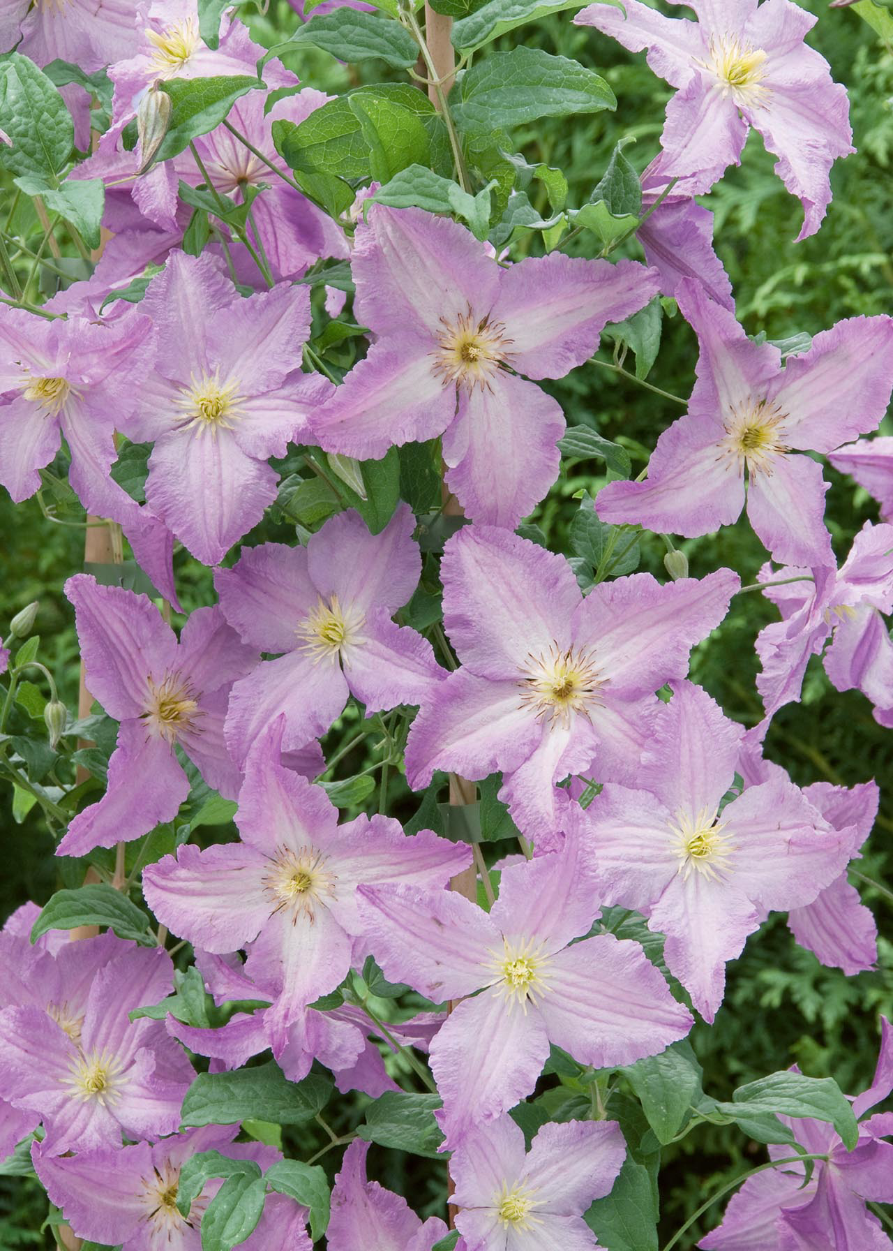 Clematis Blue Angel 3ltr