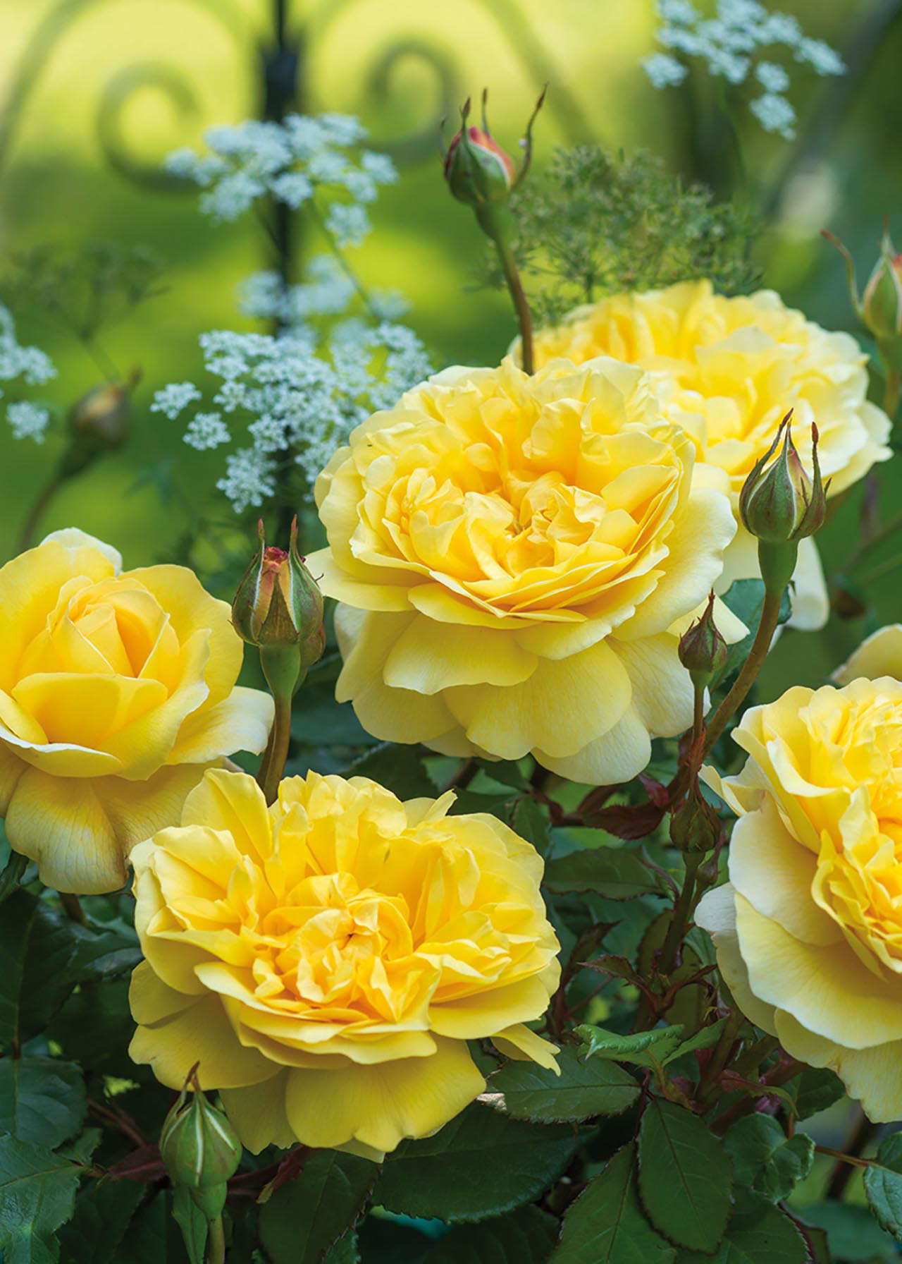 David Austin Rose 'The Poet's Wife' 6ltr