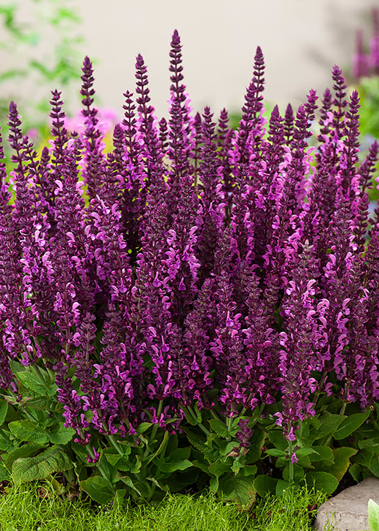 Salvia Sensation Deep Rose 3ltr