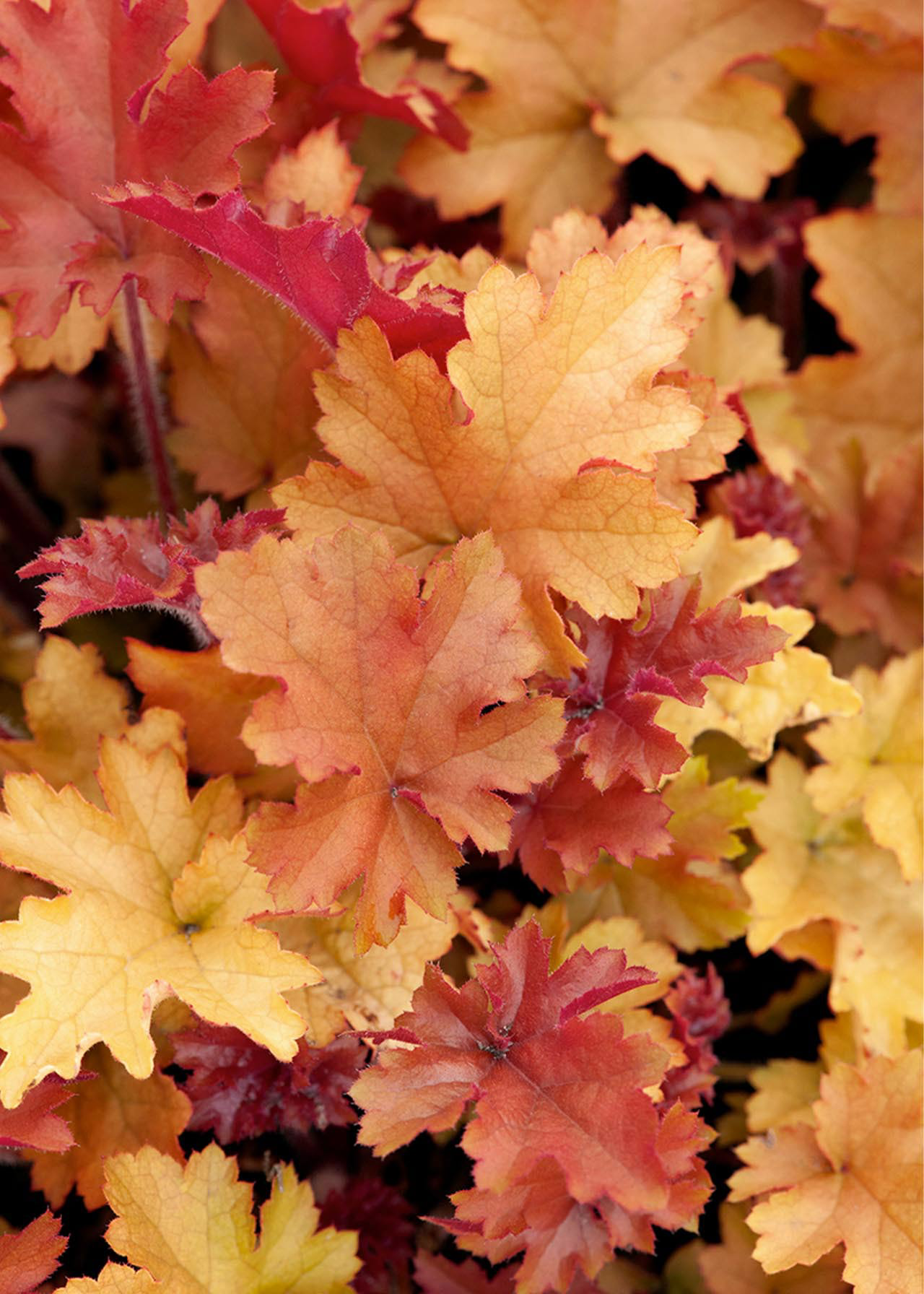 Heuchera Marmalade 3ltr