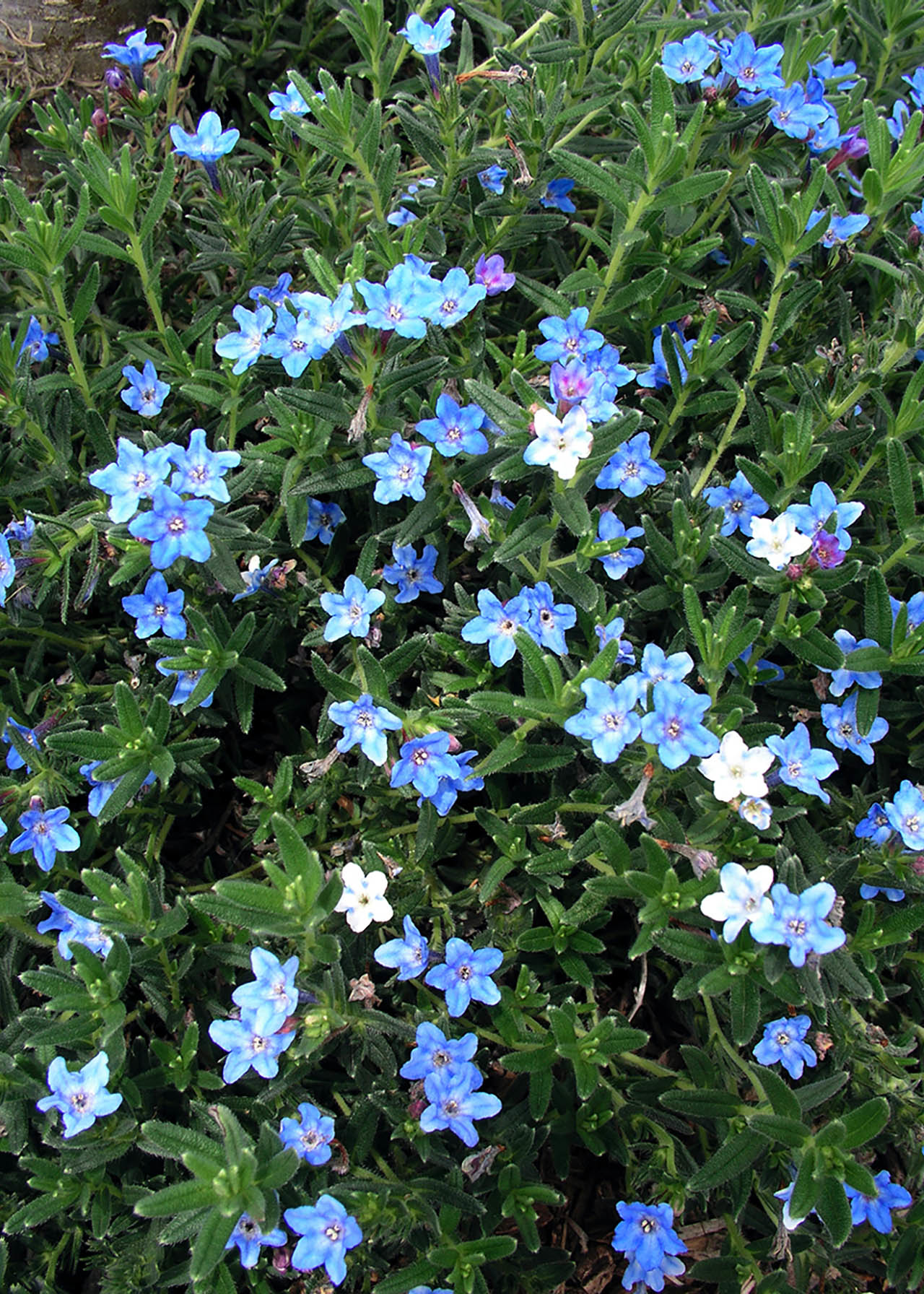 Lithodora Grace Ward 2ltr
