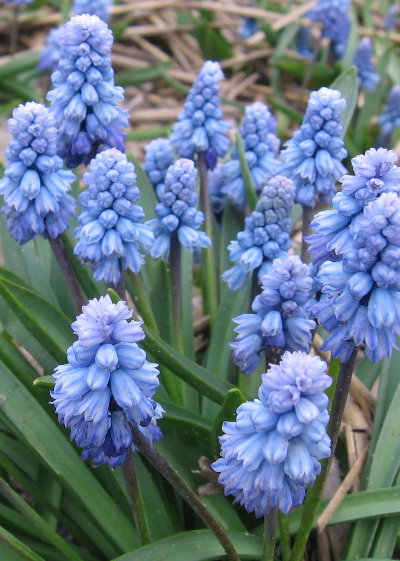 Muscari Azureum pack of 18