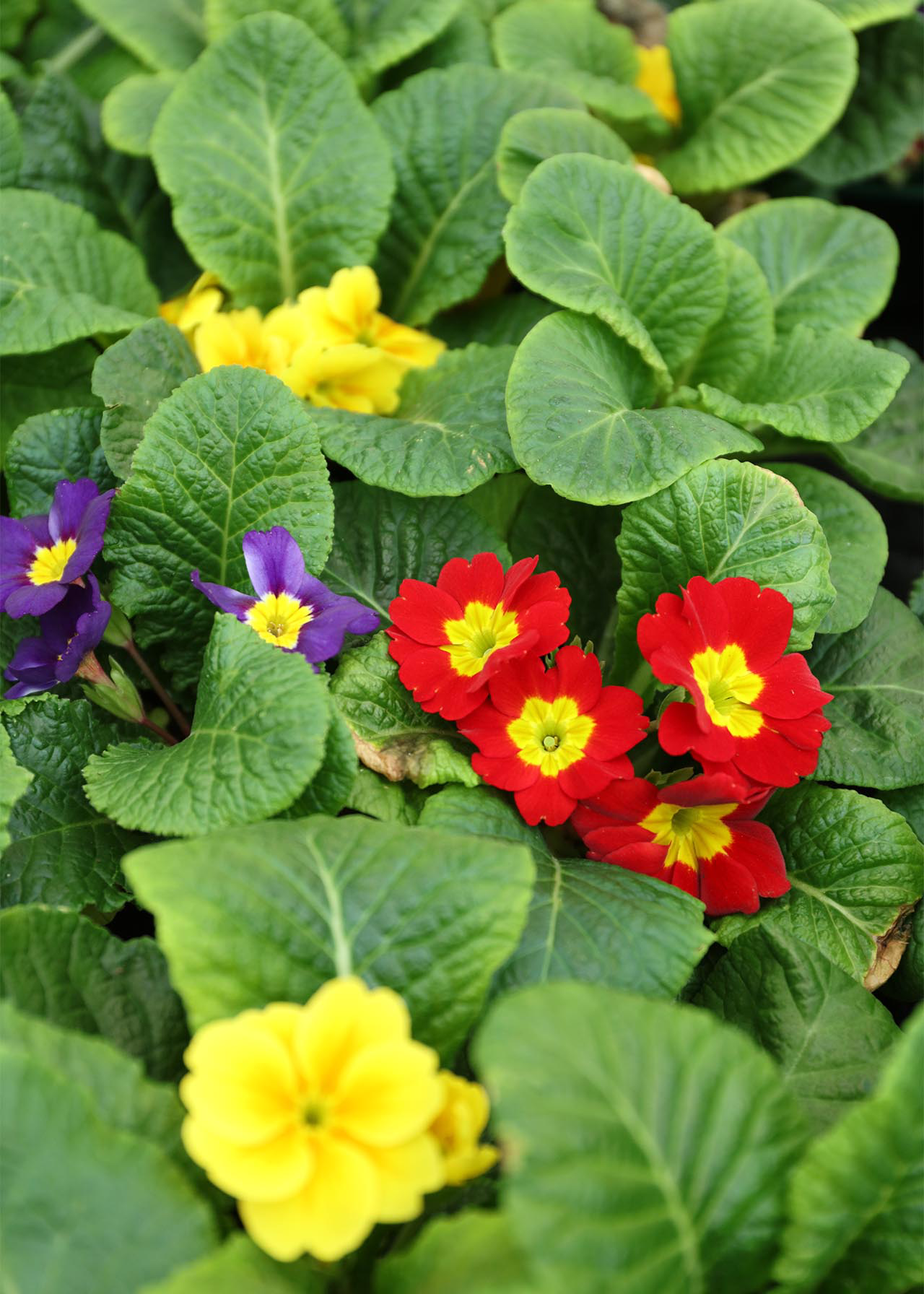 Primrose Mix 20pk