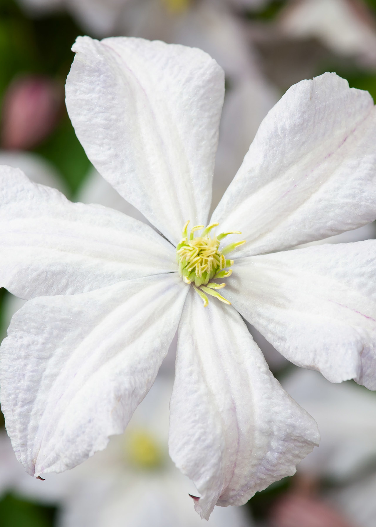 Clematis Prince George 3ltr