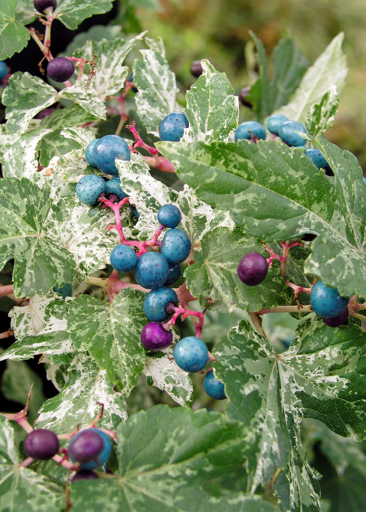 Ampelopsis Brevipedunculata Elegans 3ltr