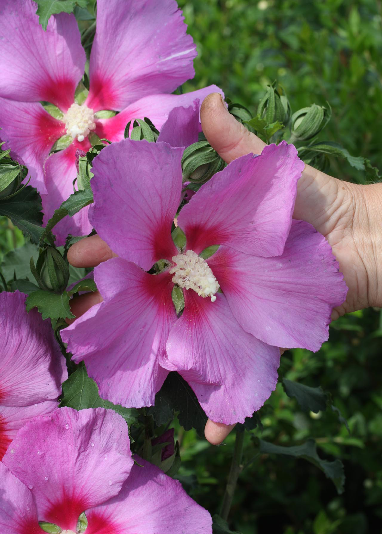 Hibiscus Walbertons Rose Moon 1.5ltr