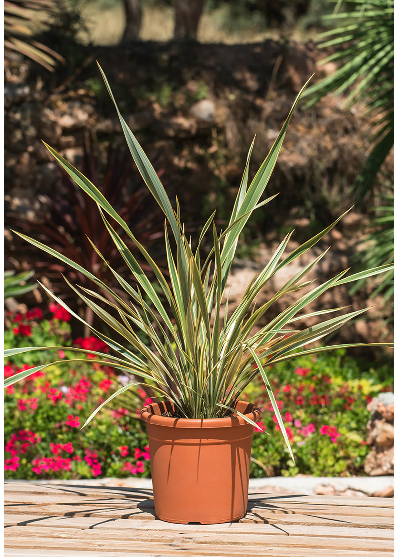 Phormium Golden Ray 3ltr