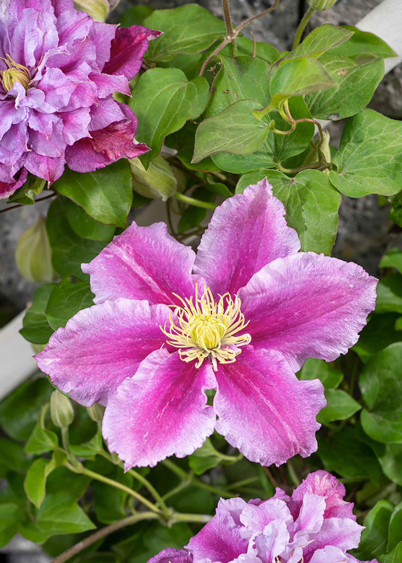Clematis Summer Flowering 3ltr