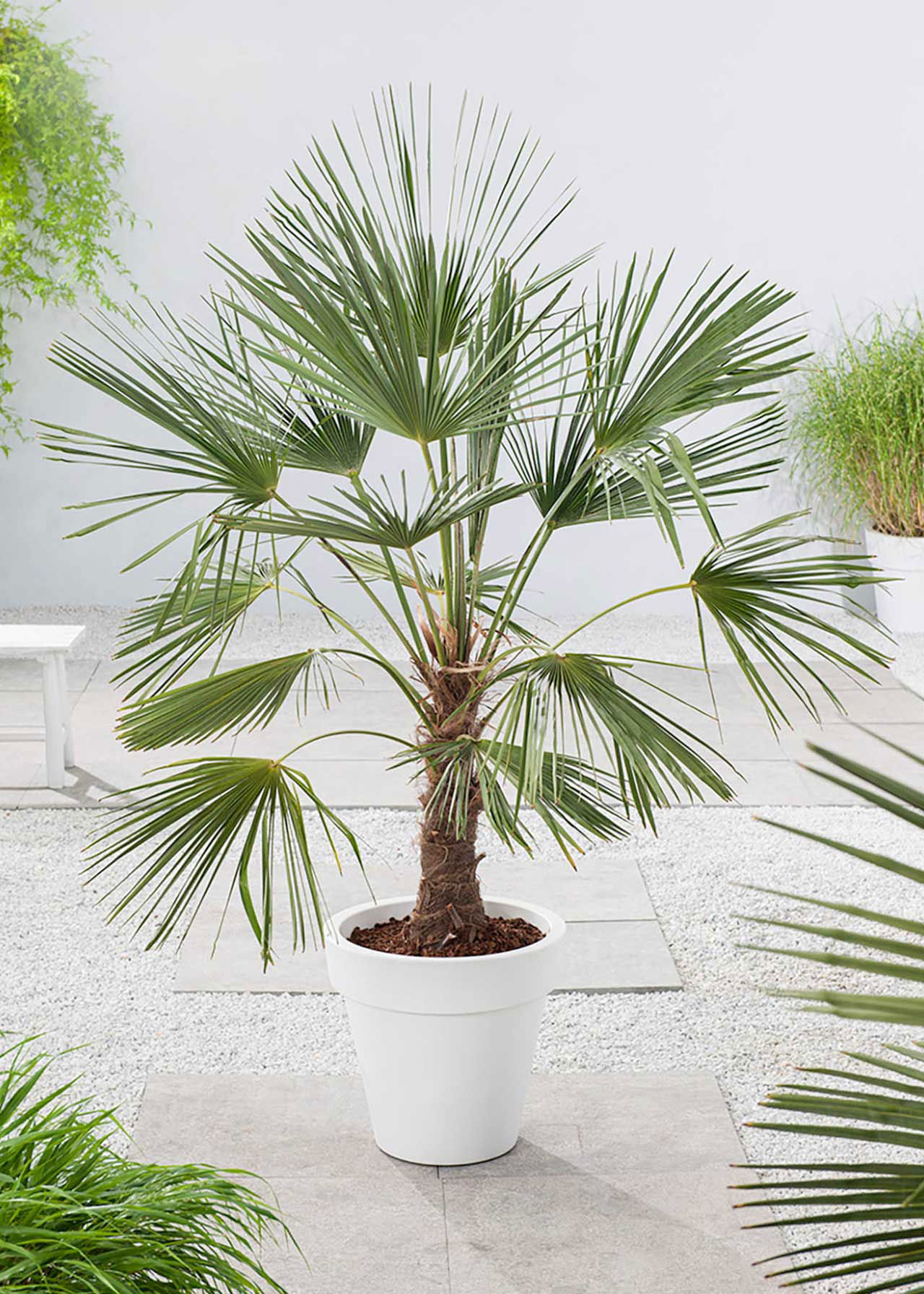 Trachycarpus Fortunei 60/70 20cm