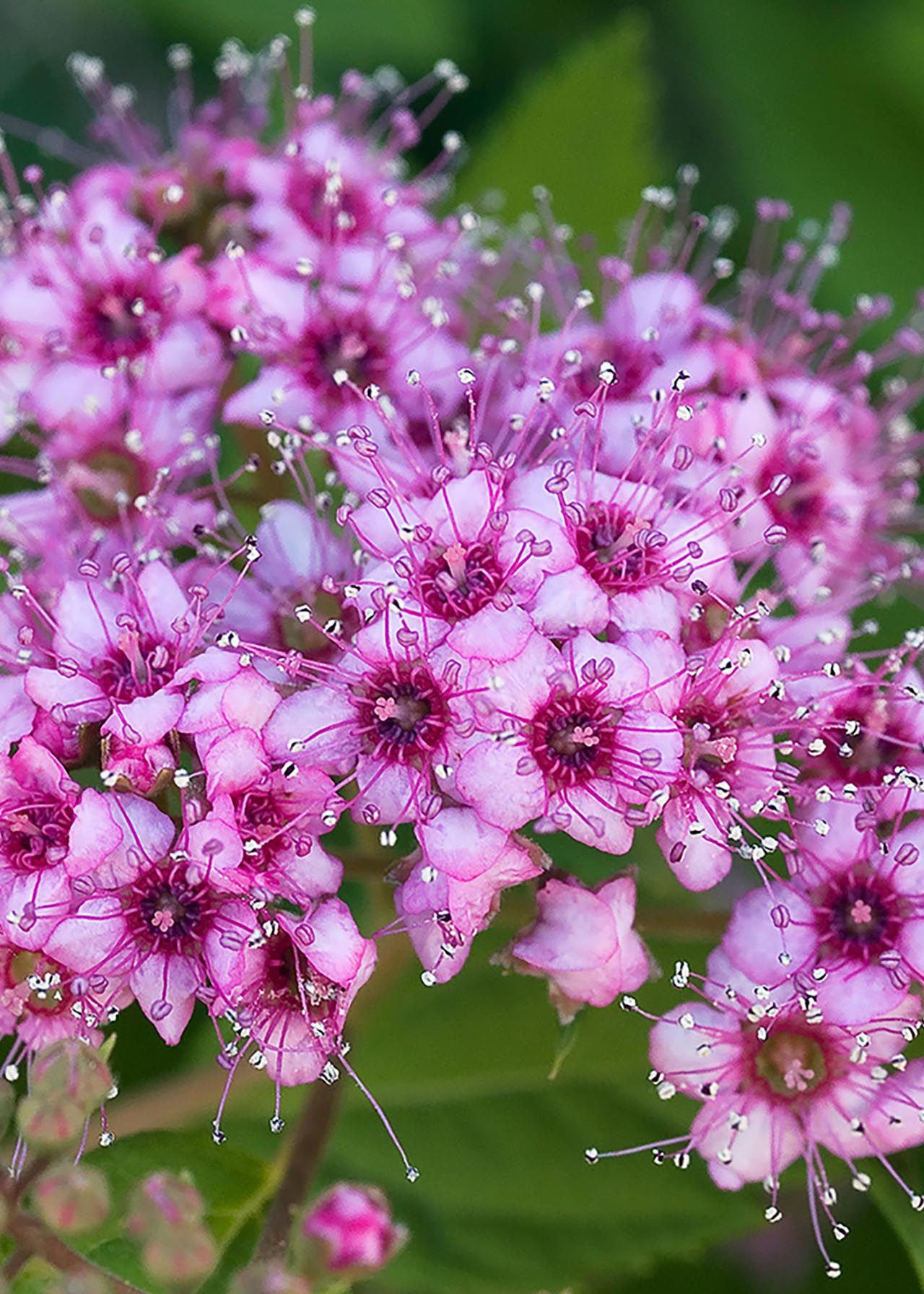 Spiraea Double Play Big Bang 3ltr