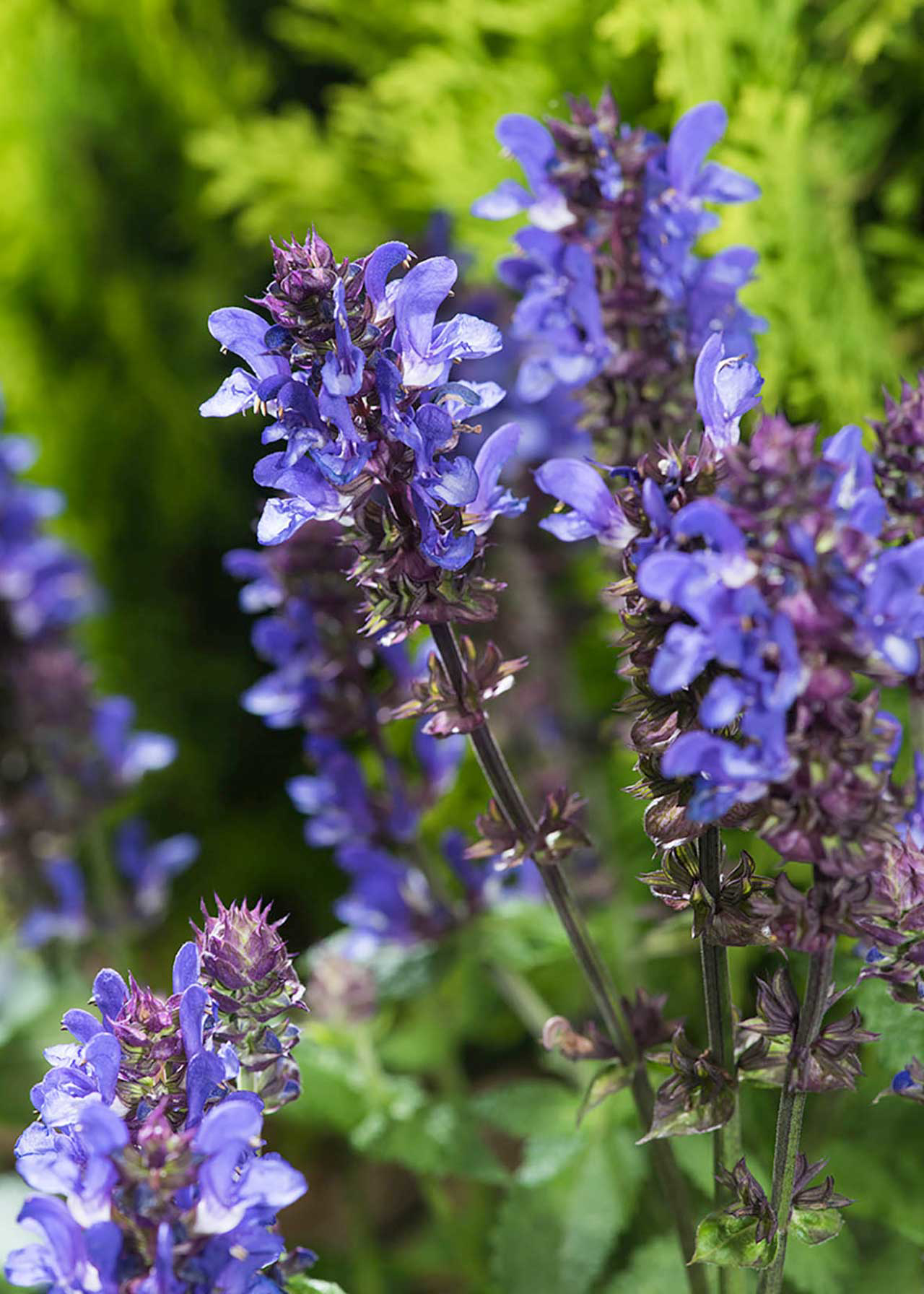 Salvia Blue Marvel 3ltr