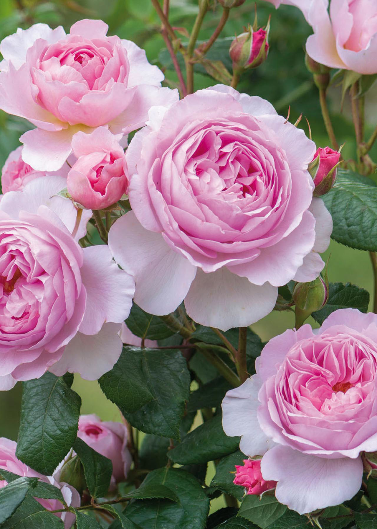 David Austin Rose 'The Ancient Mariner' 6ltr