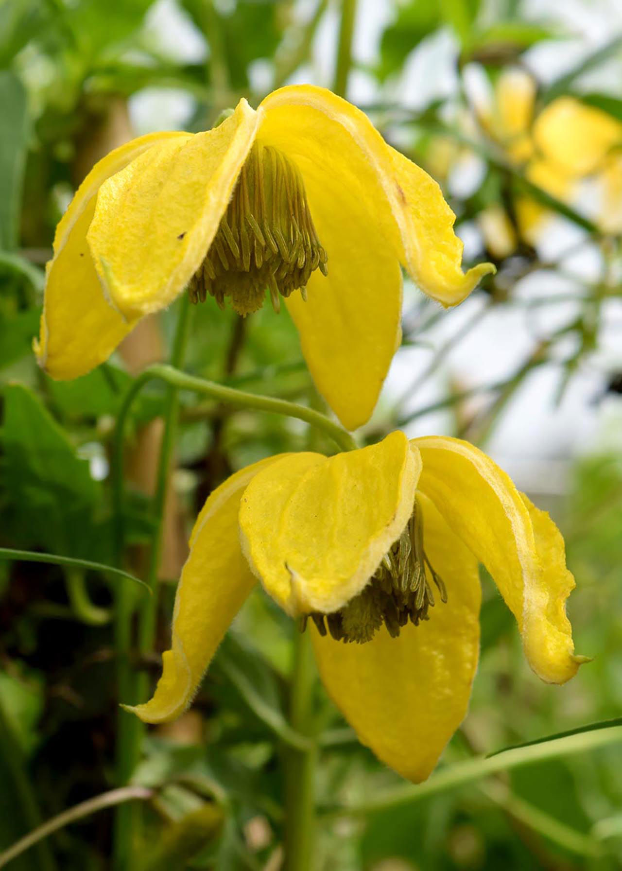 Clematis Orientalis Bill Mckenzie 3ltr