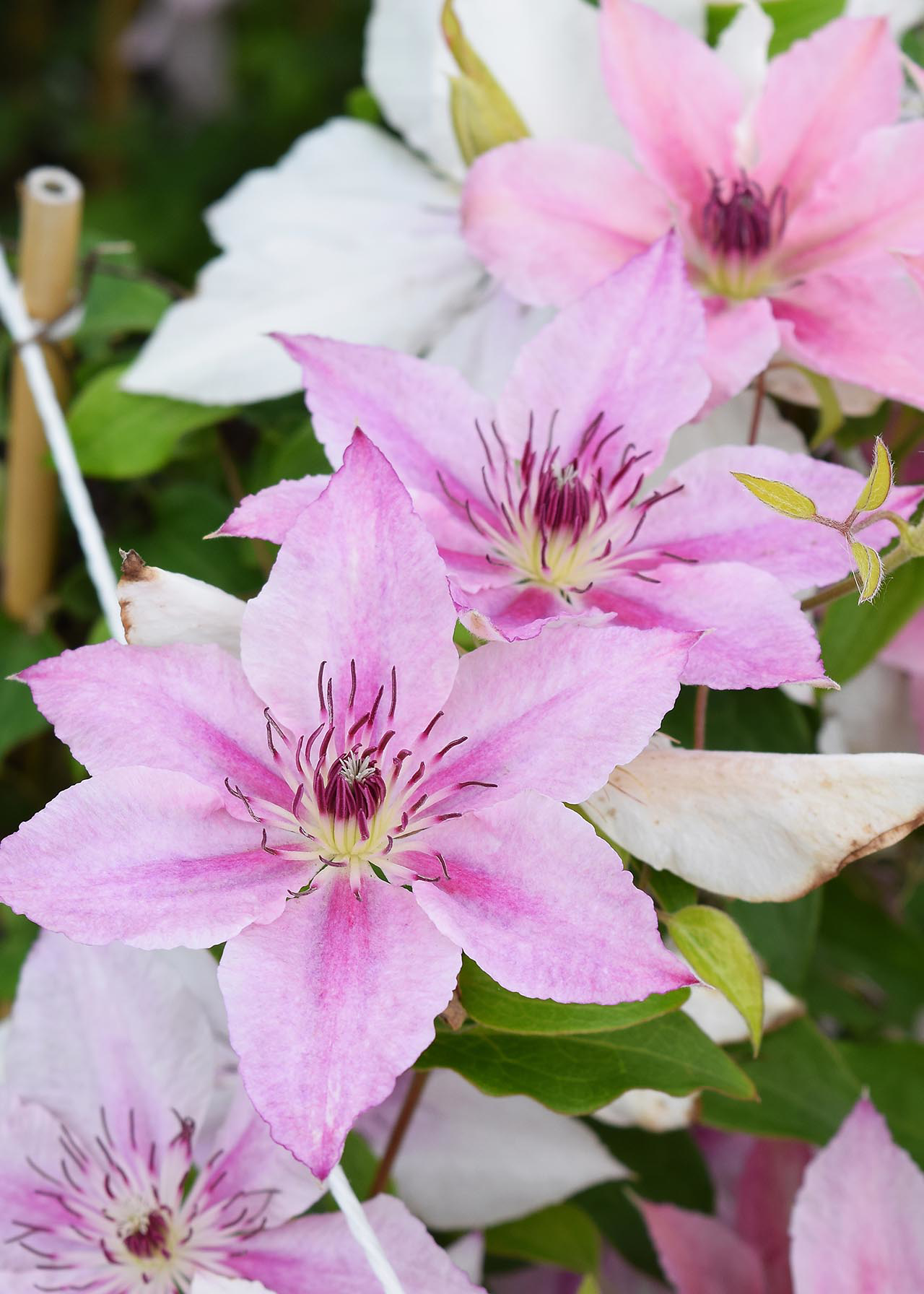 Clematis Pink Fantasy 3ltr