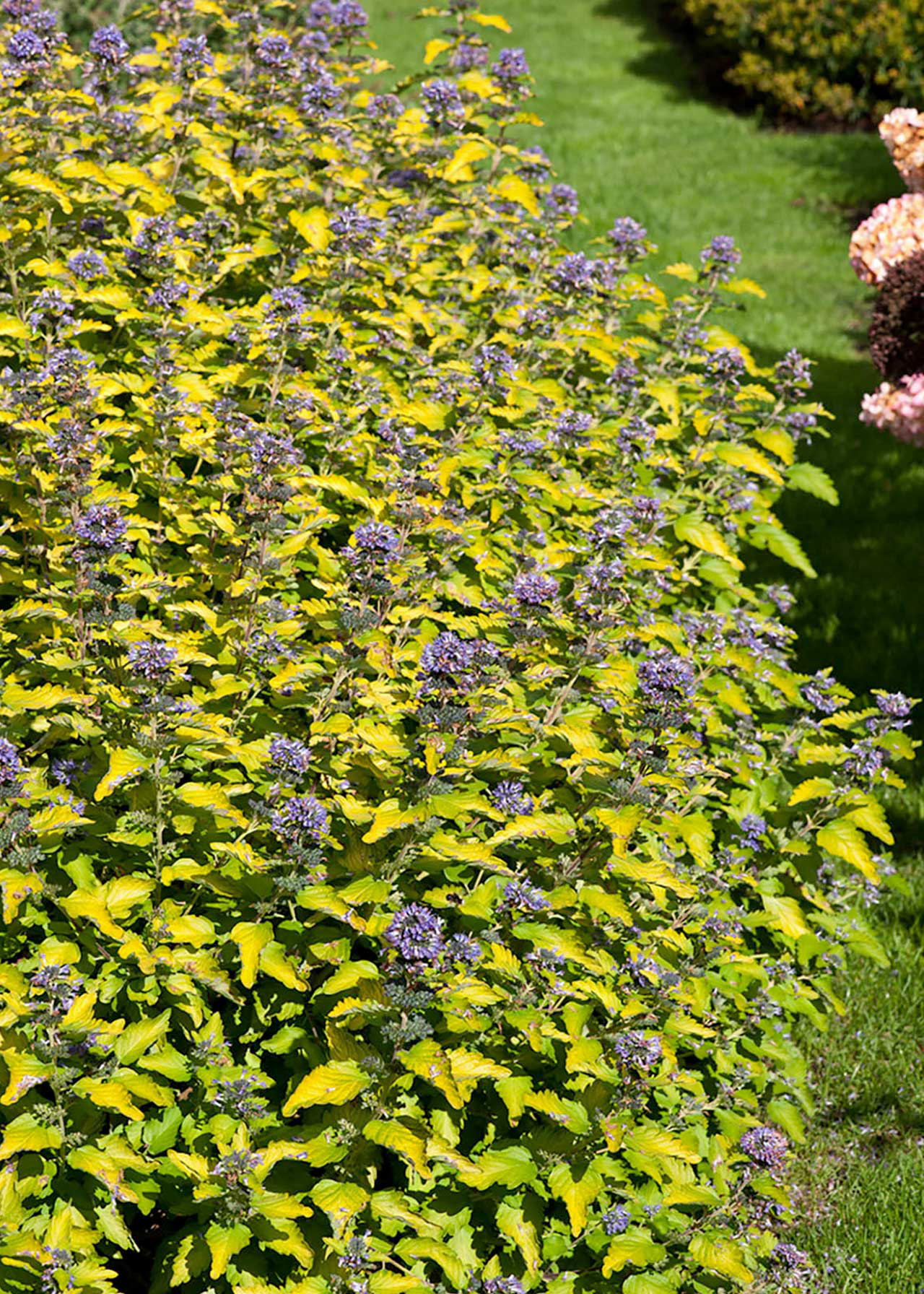 Caryopteris Hint of Gold 3ltr