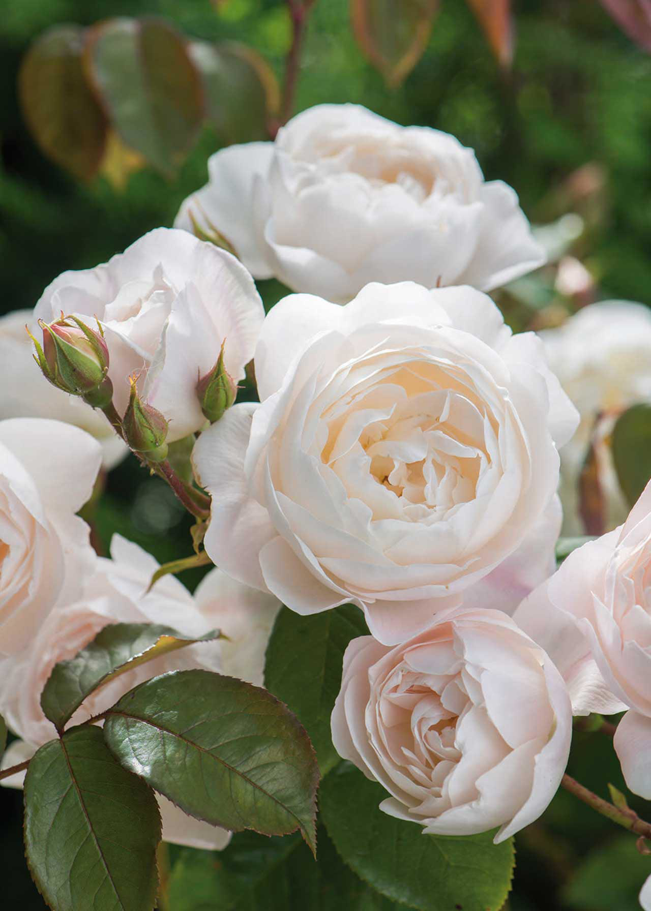 David Austin Rose 'Desdemona' 6ltr