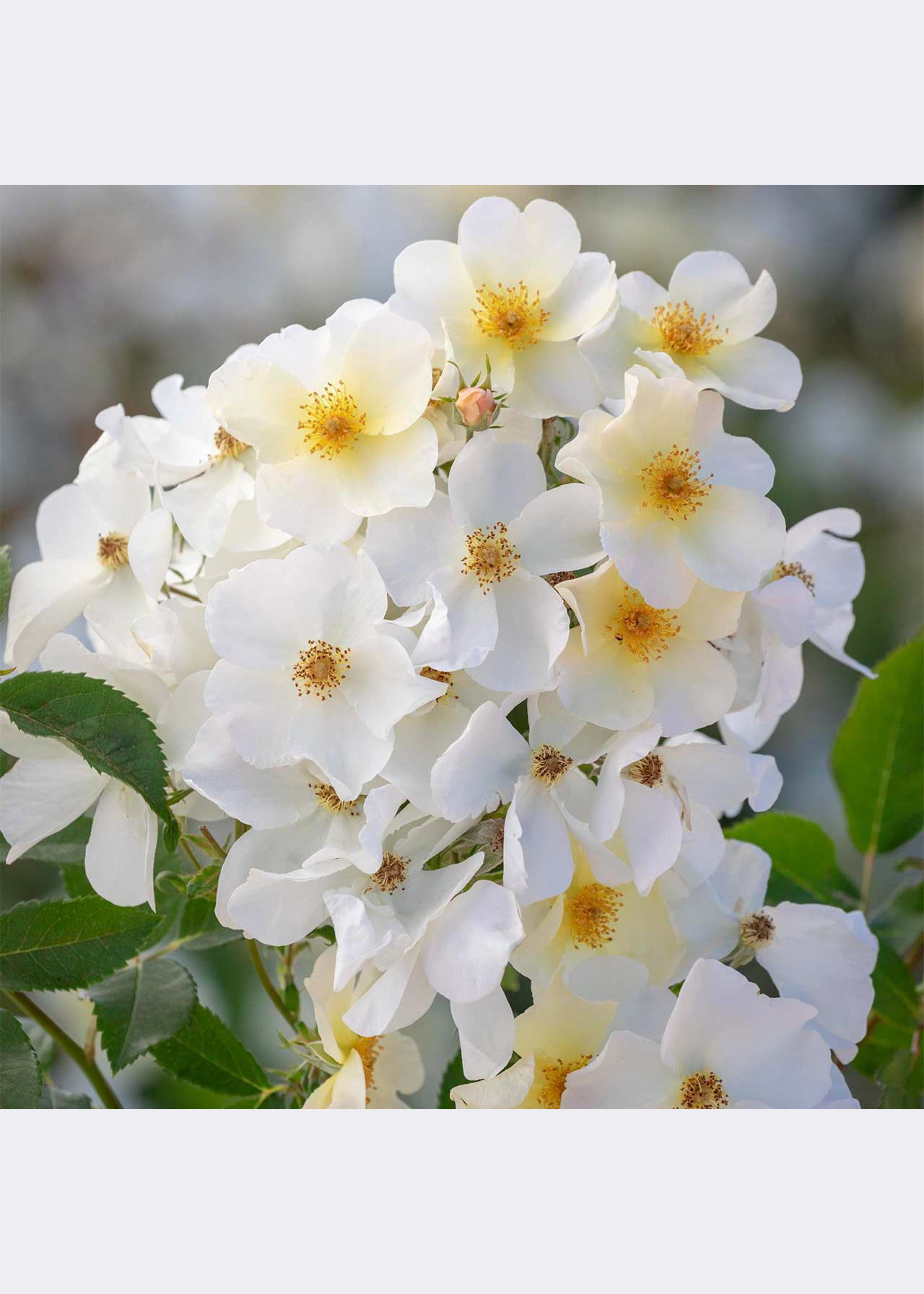 David Austin Rose 'Kew Gardens' 6ltr