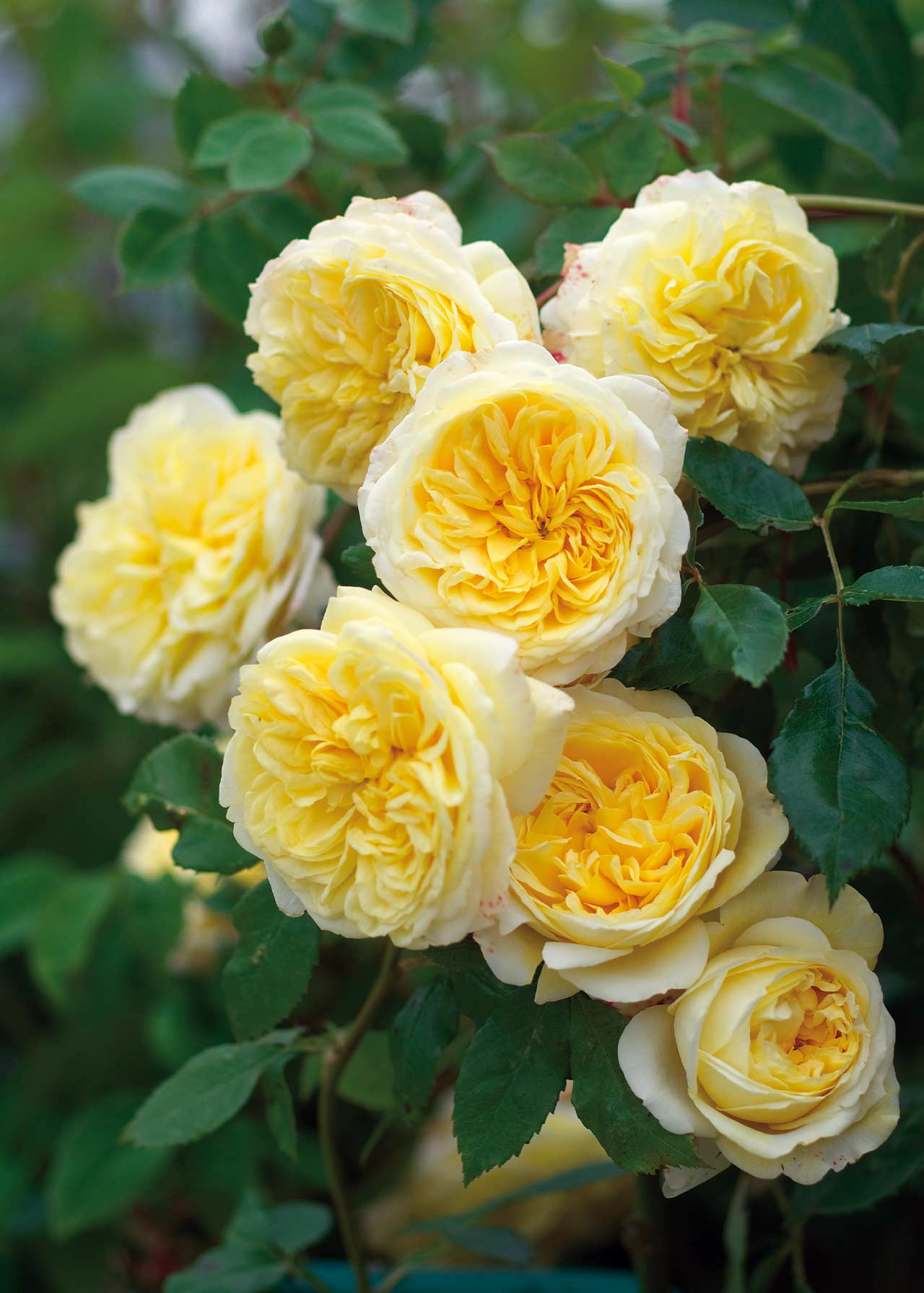 David Austin Climbing Rose 'The Pilgrim' 6ltr