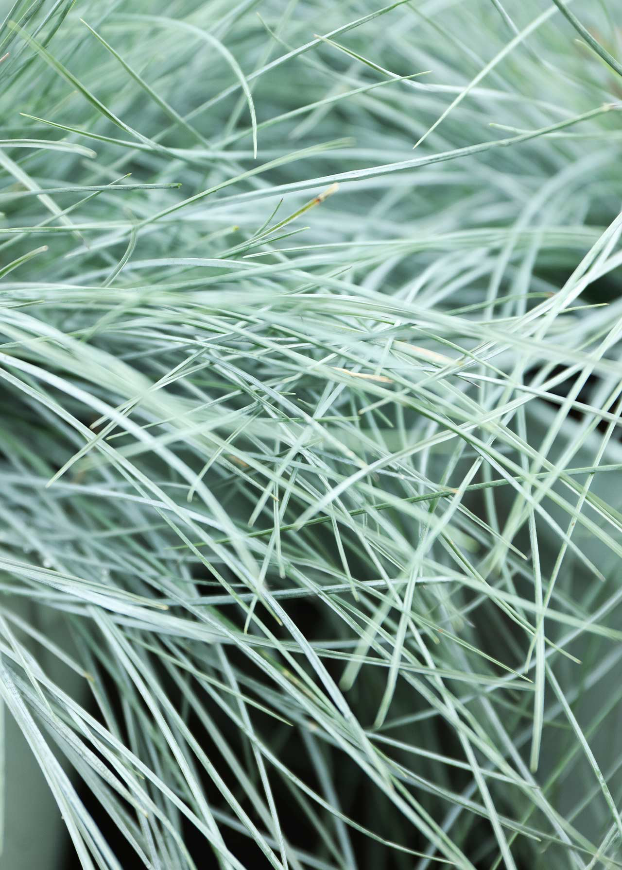 Festuca Intense Blue 2ltr