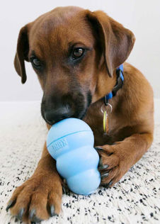 Kong Snacks Puppy Lg EU