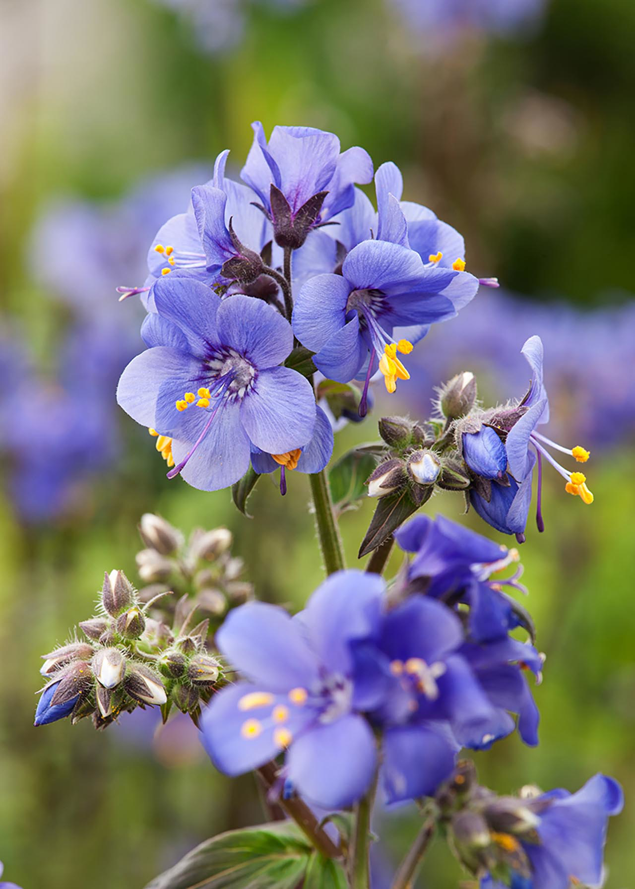 Polemonium Bressingham Purple 2ltr