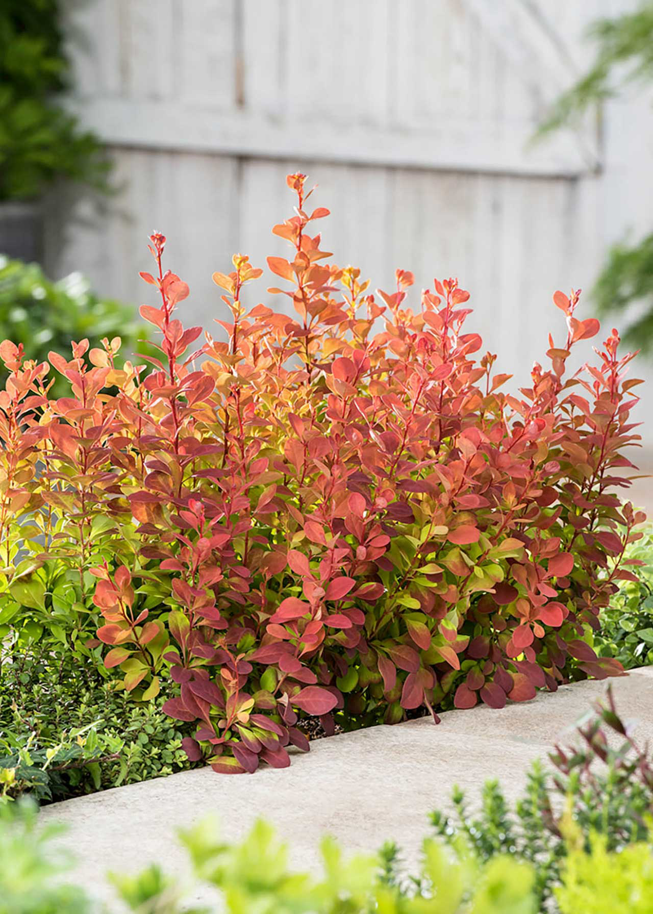 Berberis thunbergii Orange Rocket 3ltr