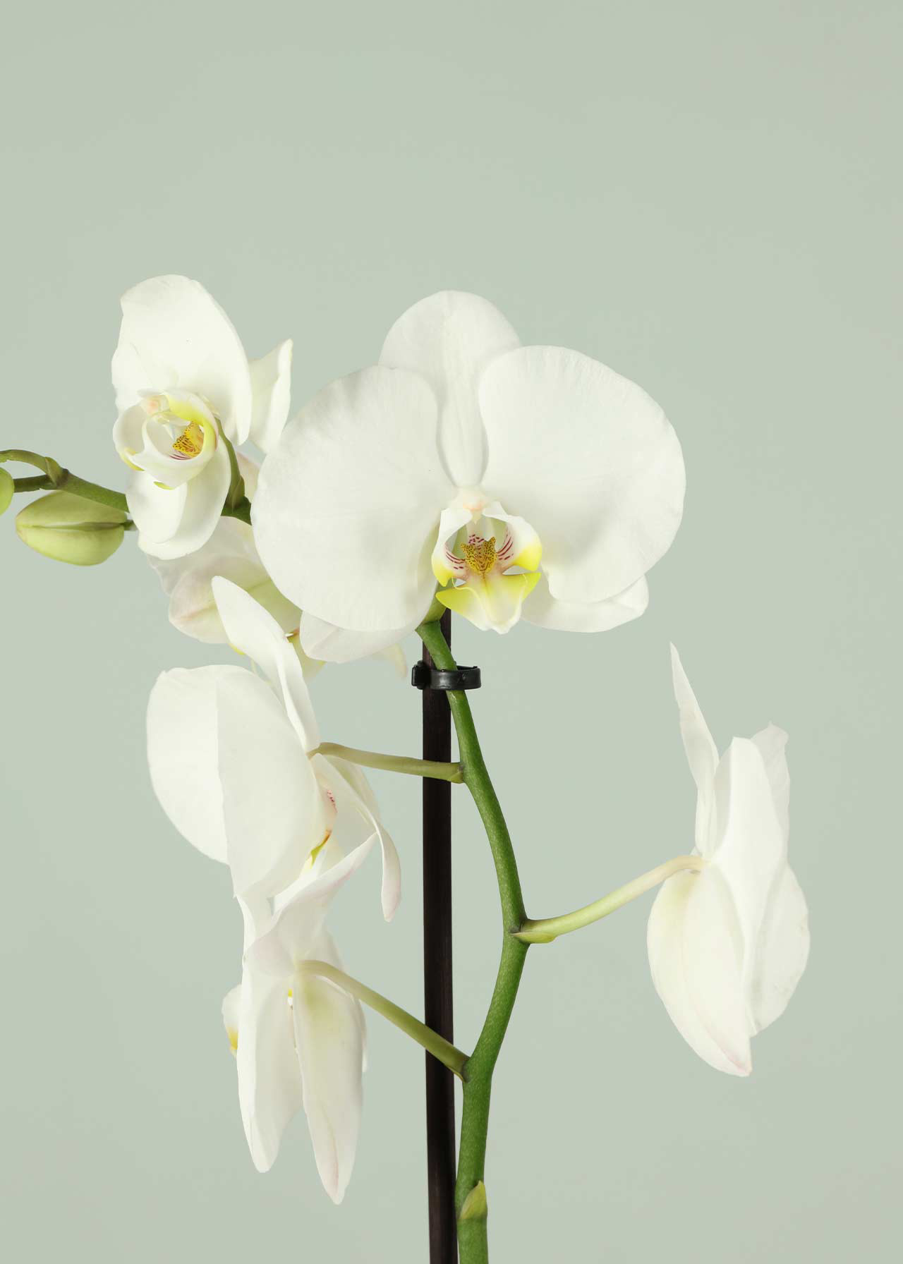 Phalaenopsis 2 Spike White 12cm
