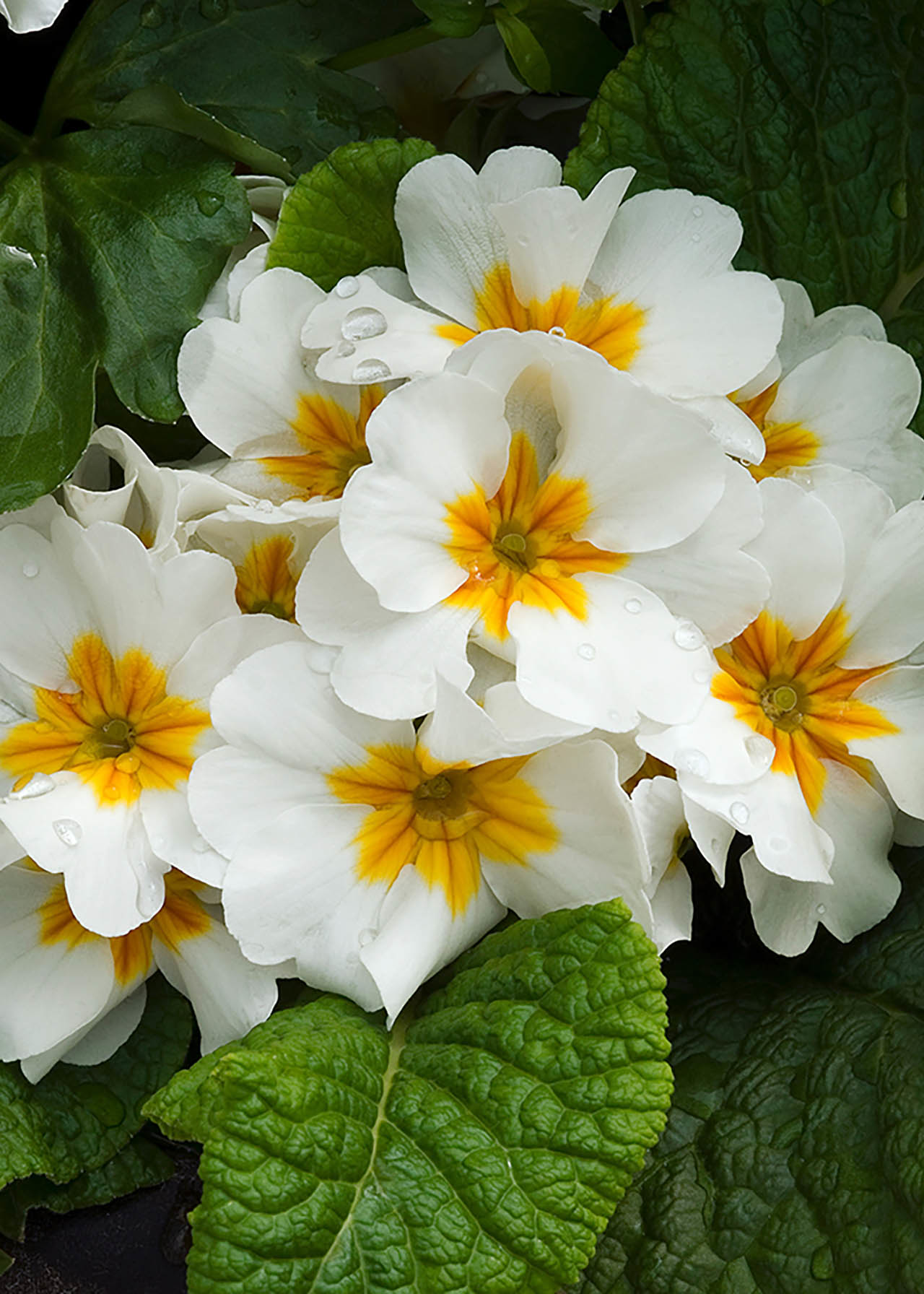 Primrose White Orange Eye 6pk
