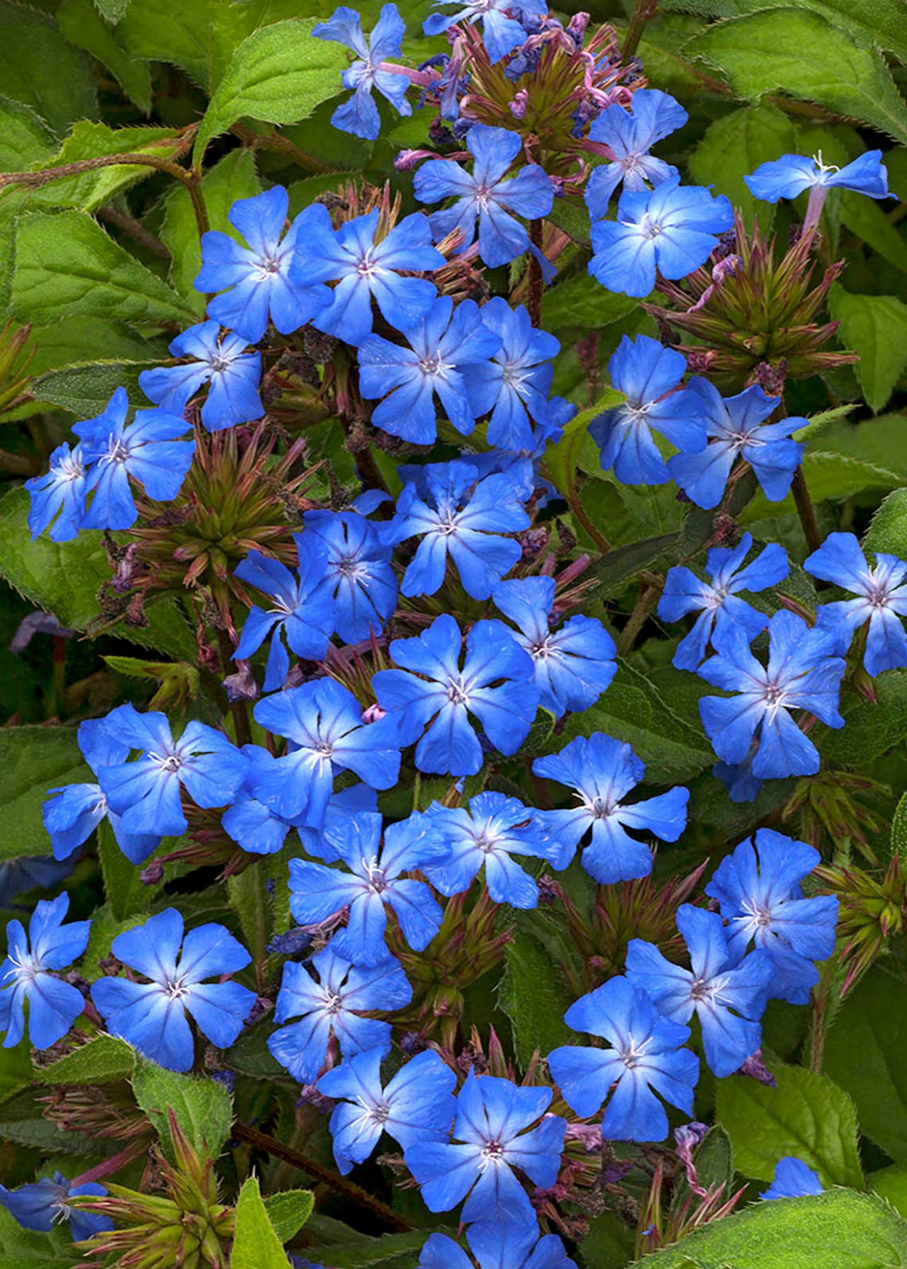 Ceratostigma Forest Blue 2ltr