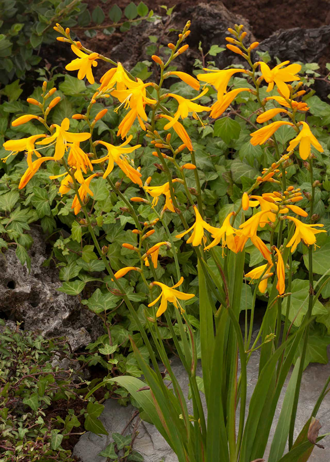 Crocosmia George Davison 3ltr