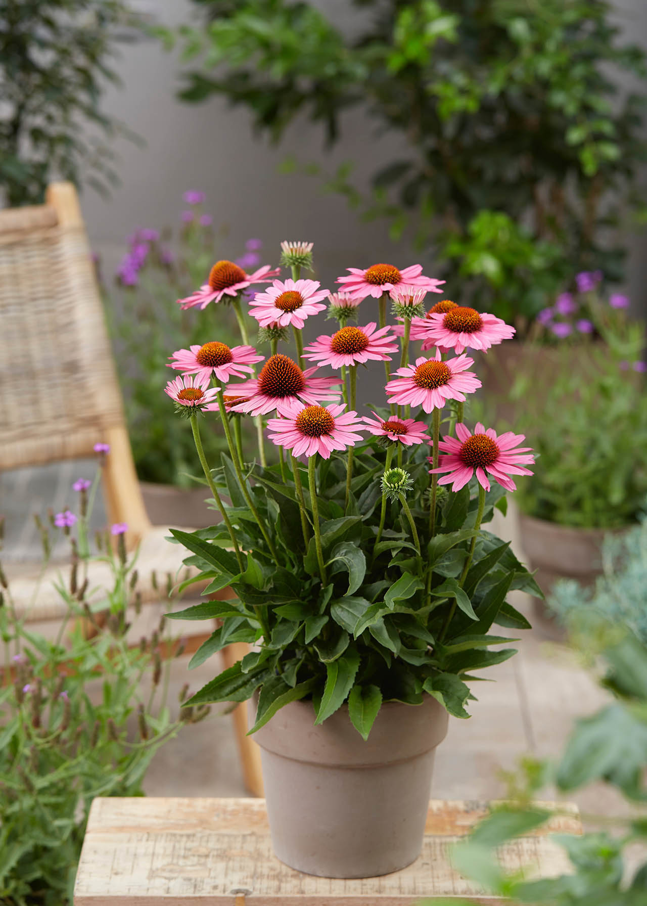 Echinacea Sensation Pink 3ltr