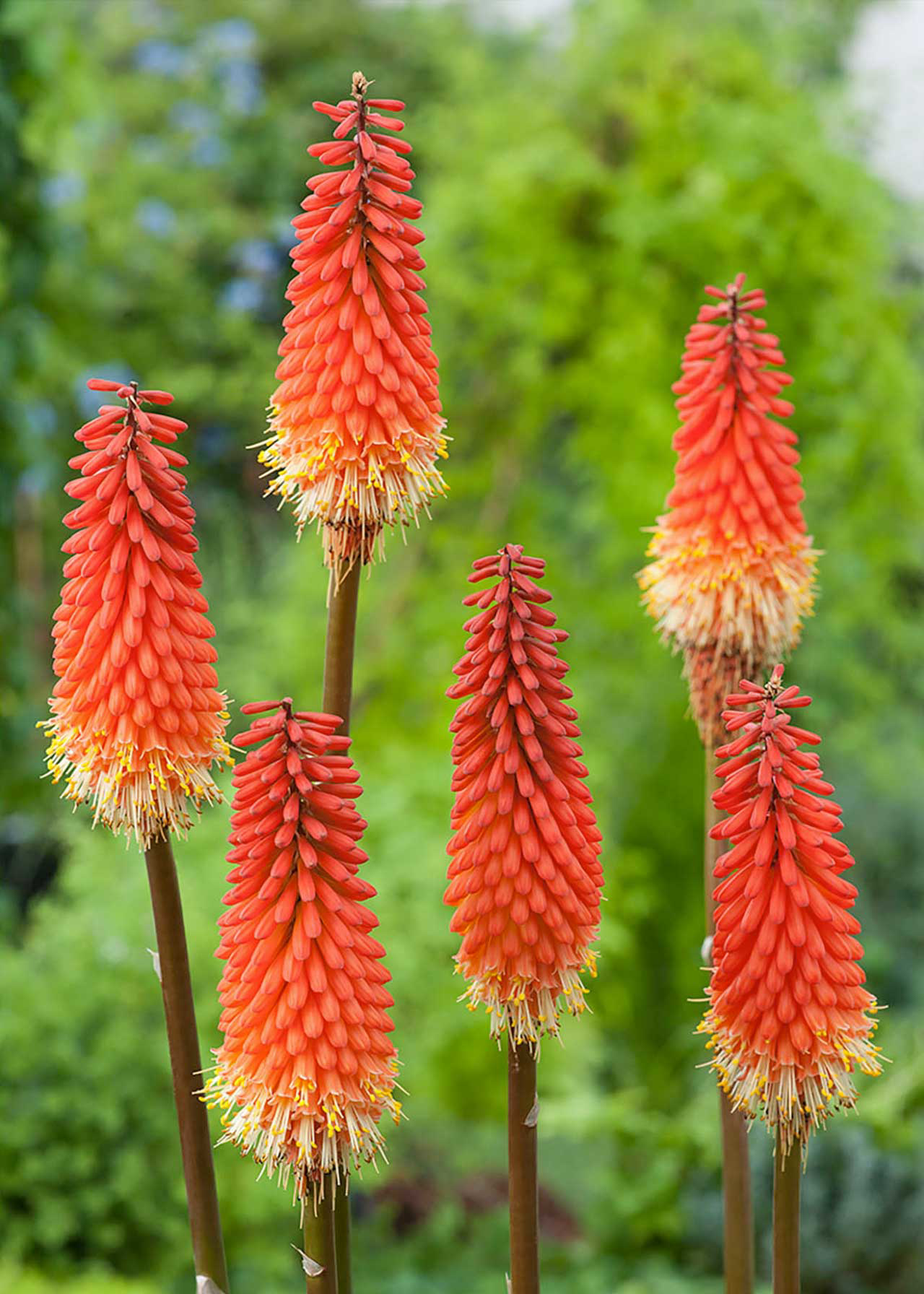 Kniphofia Backdraft 3ltr