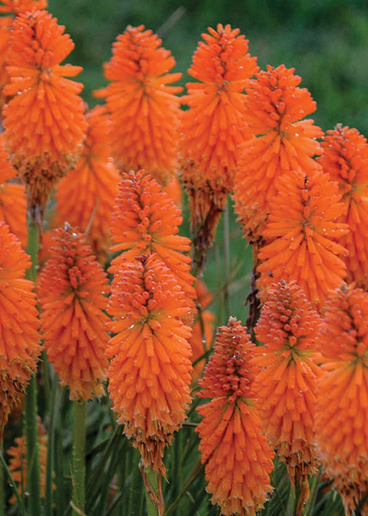 Kniphofia Orange Blaze 3ltr