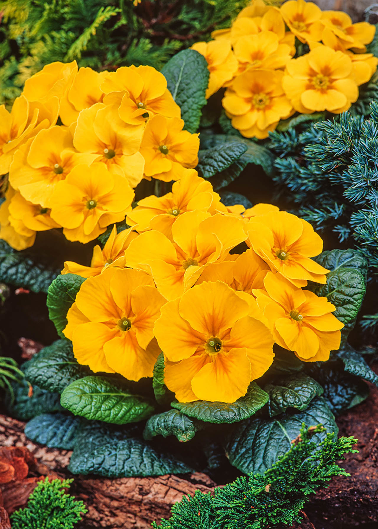 Primrose Yellow Orange 6pk
