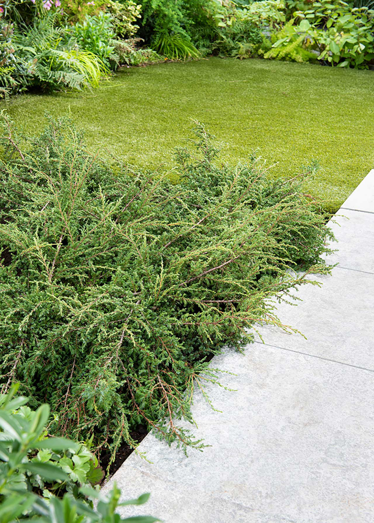 Juniperus Communis Repanda 3ltr