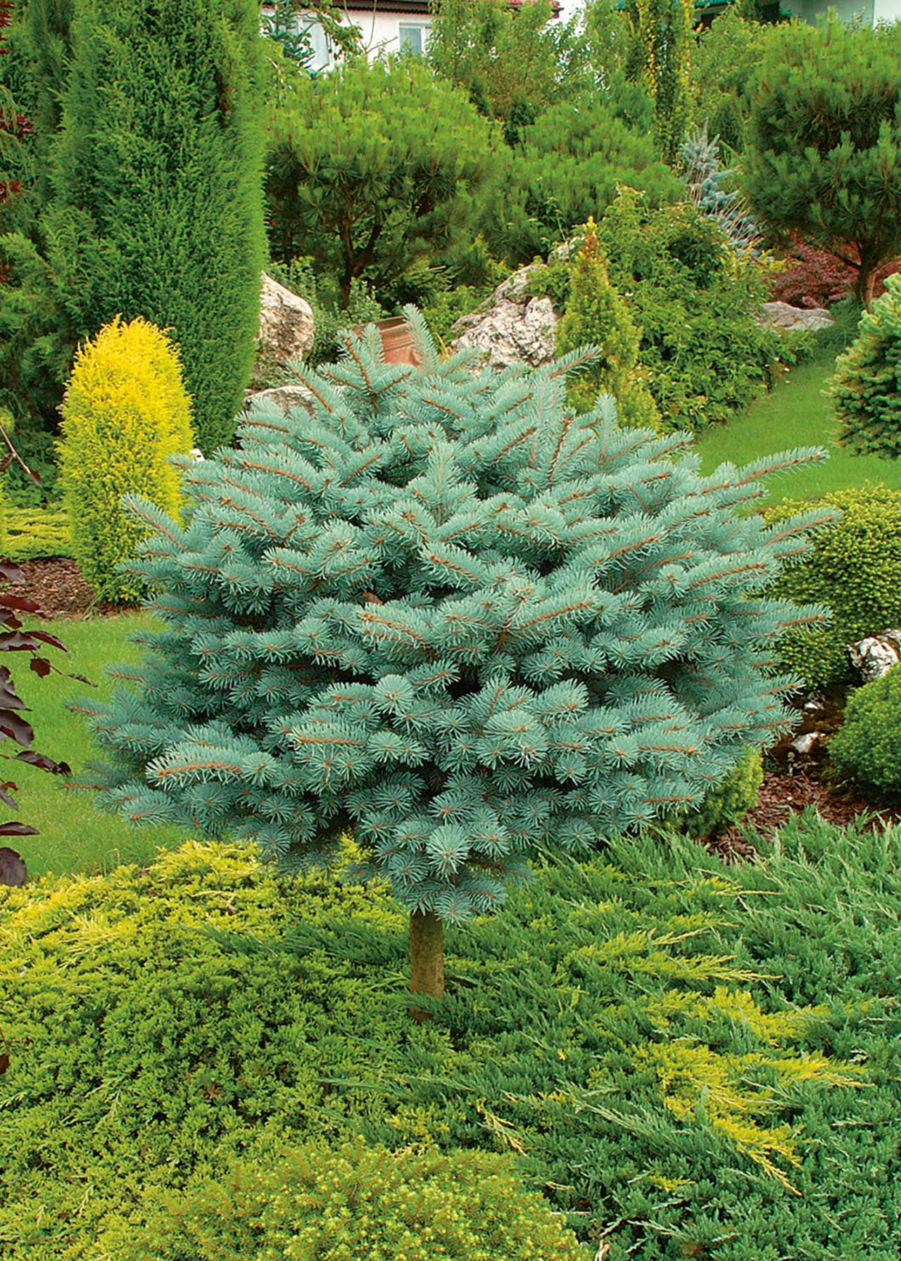 Juniperus Horizontalis Lime Glow 1ltr