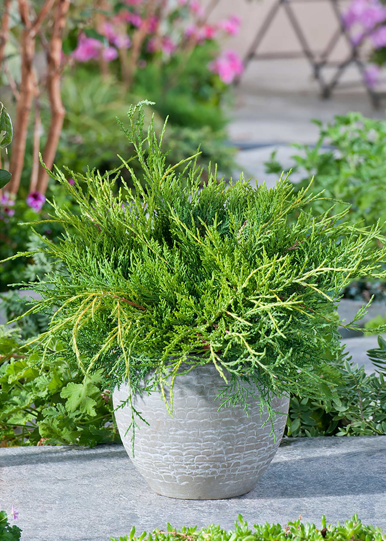 Juniperus X Media Old Gold 1ltr