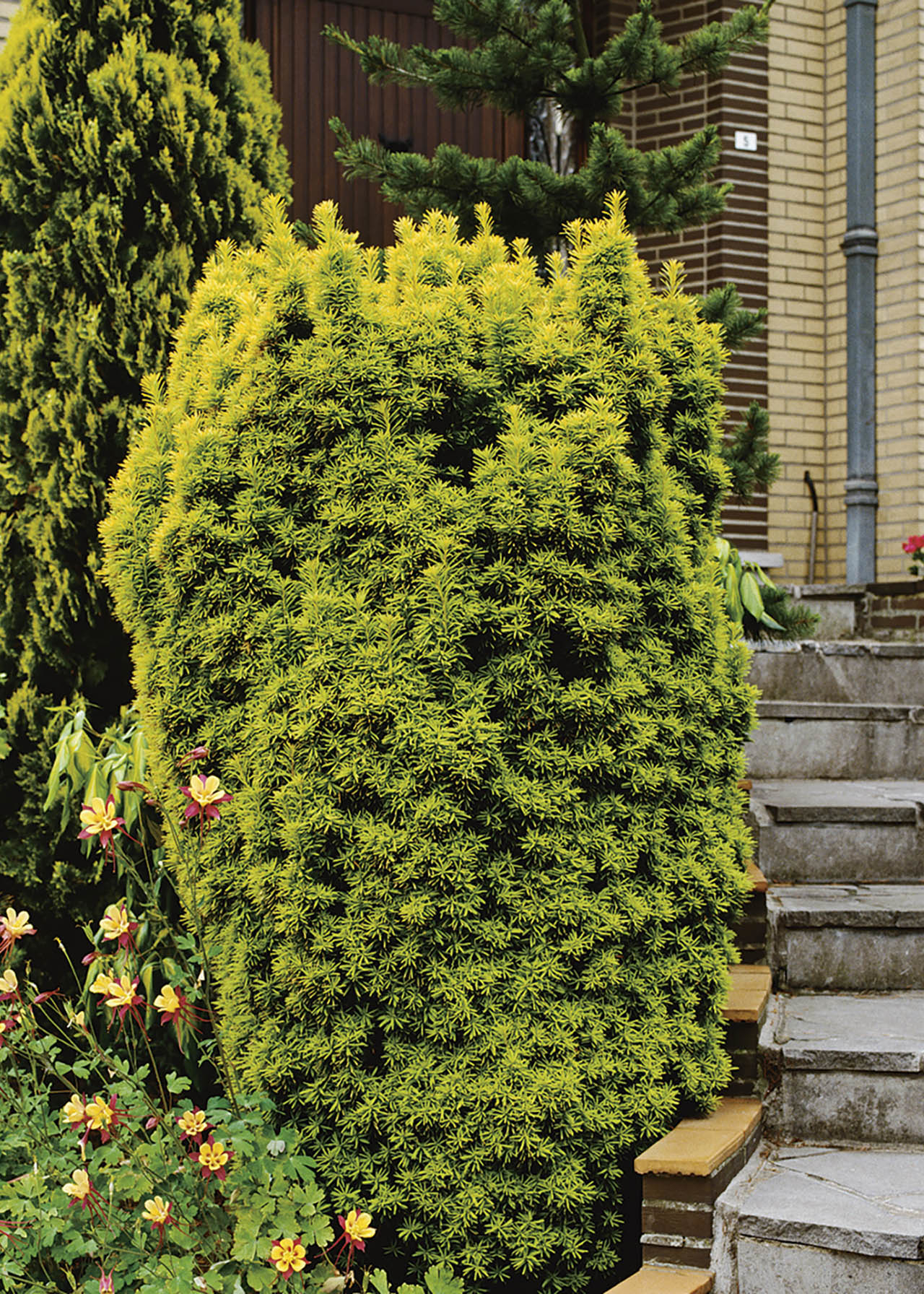 Taxus Baccata Standishii 1ltr