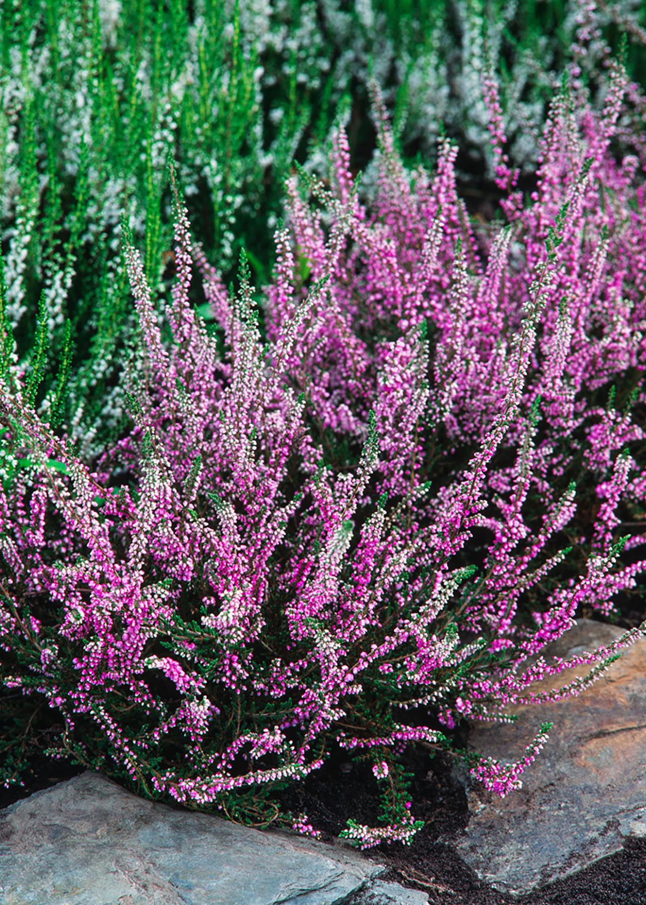 Heather 3 x 1ltr