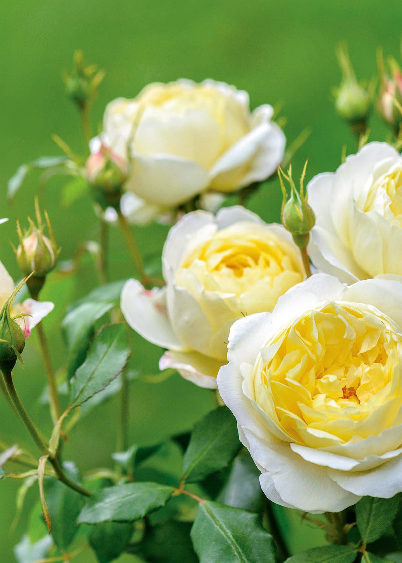 David Austin Rose 'Vanessa Bell' 6ltr