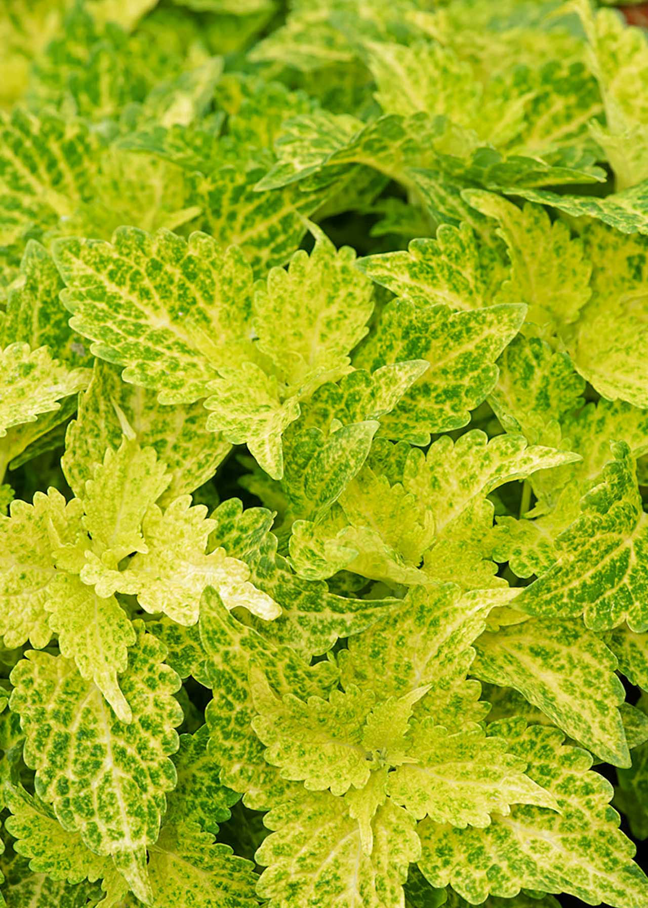 Coleus Main Street 1ltr