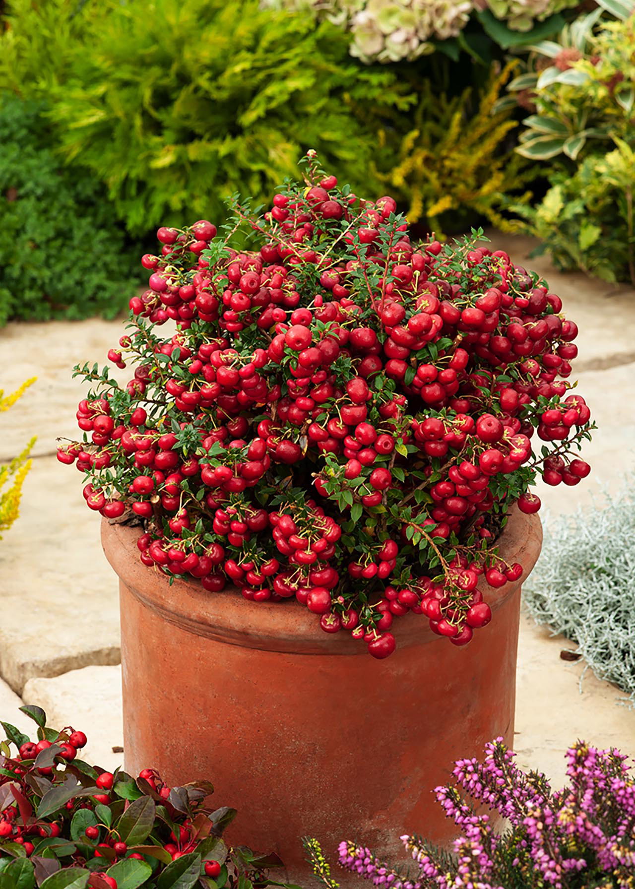 Gaultheria Big Berry 12cm