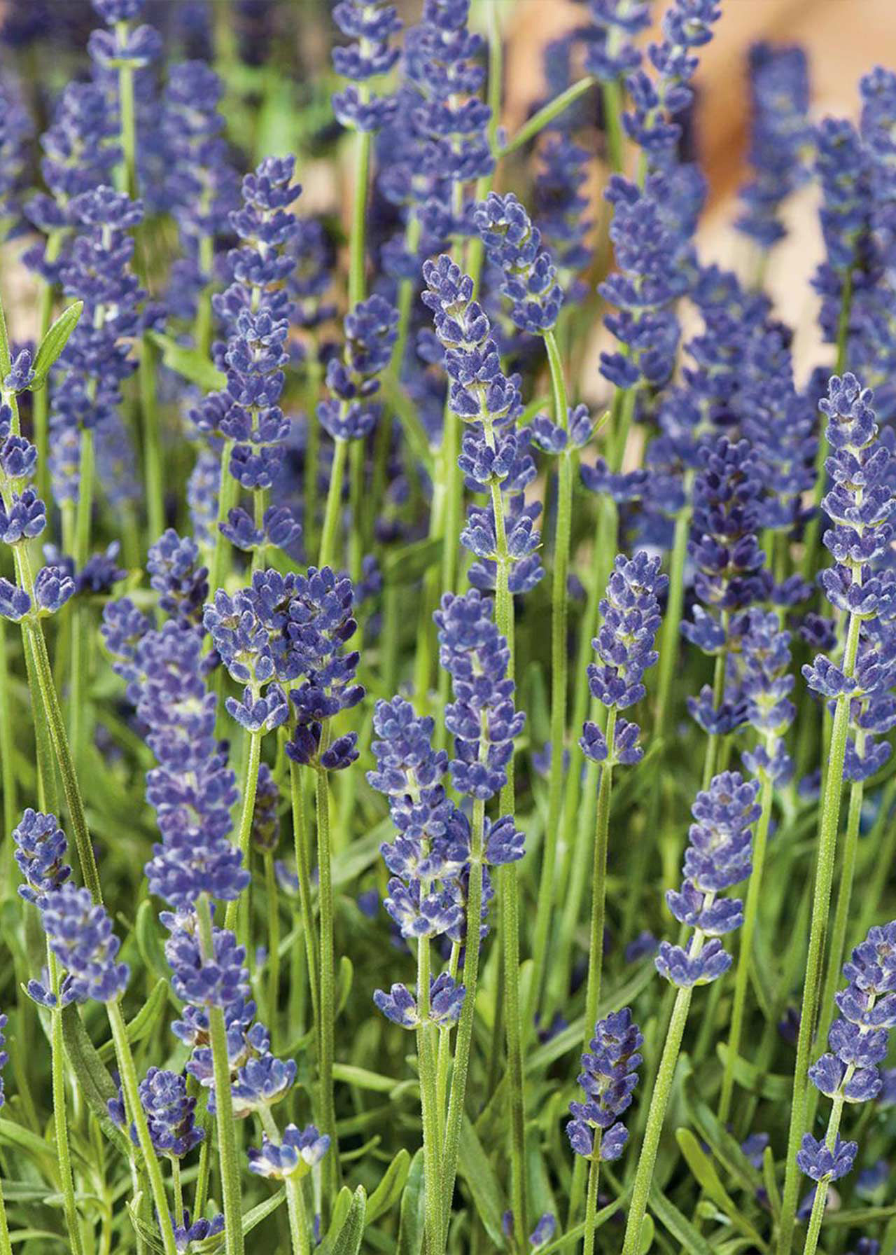 Lavandula Java Purple 1ltr